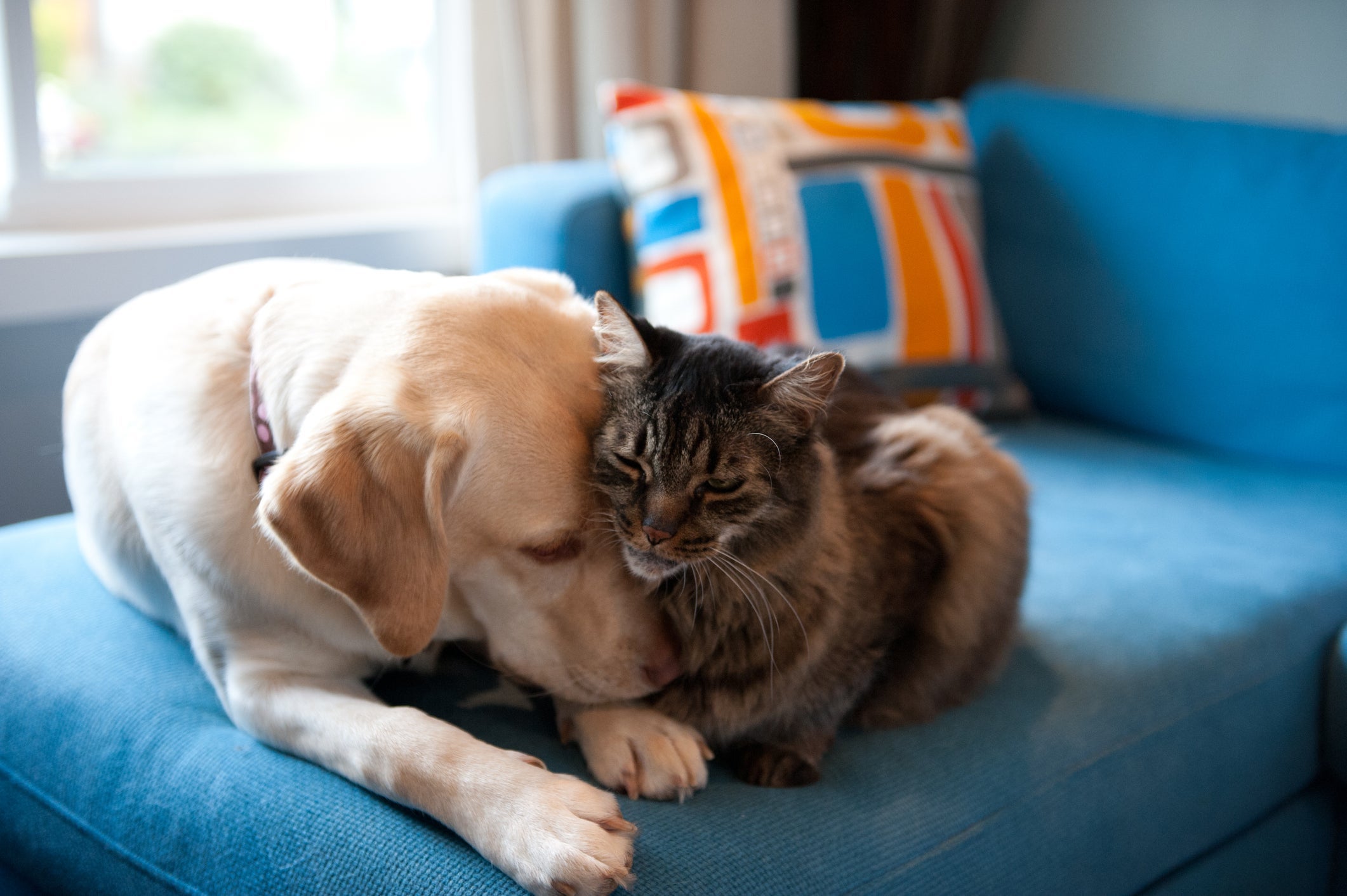 O cachorro e o gato às vezes podem agir que nem um bebê