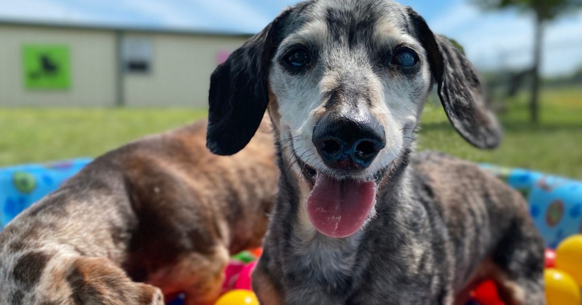 O cachorro idoso passa por uma série de mudanças físicas e comportamentais