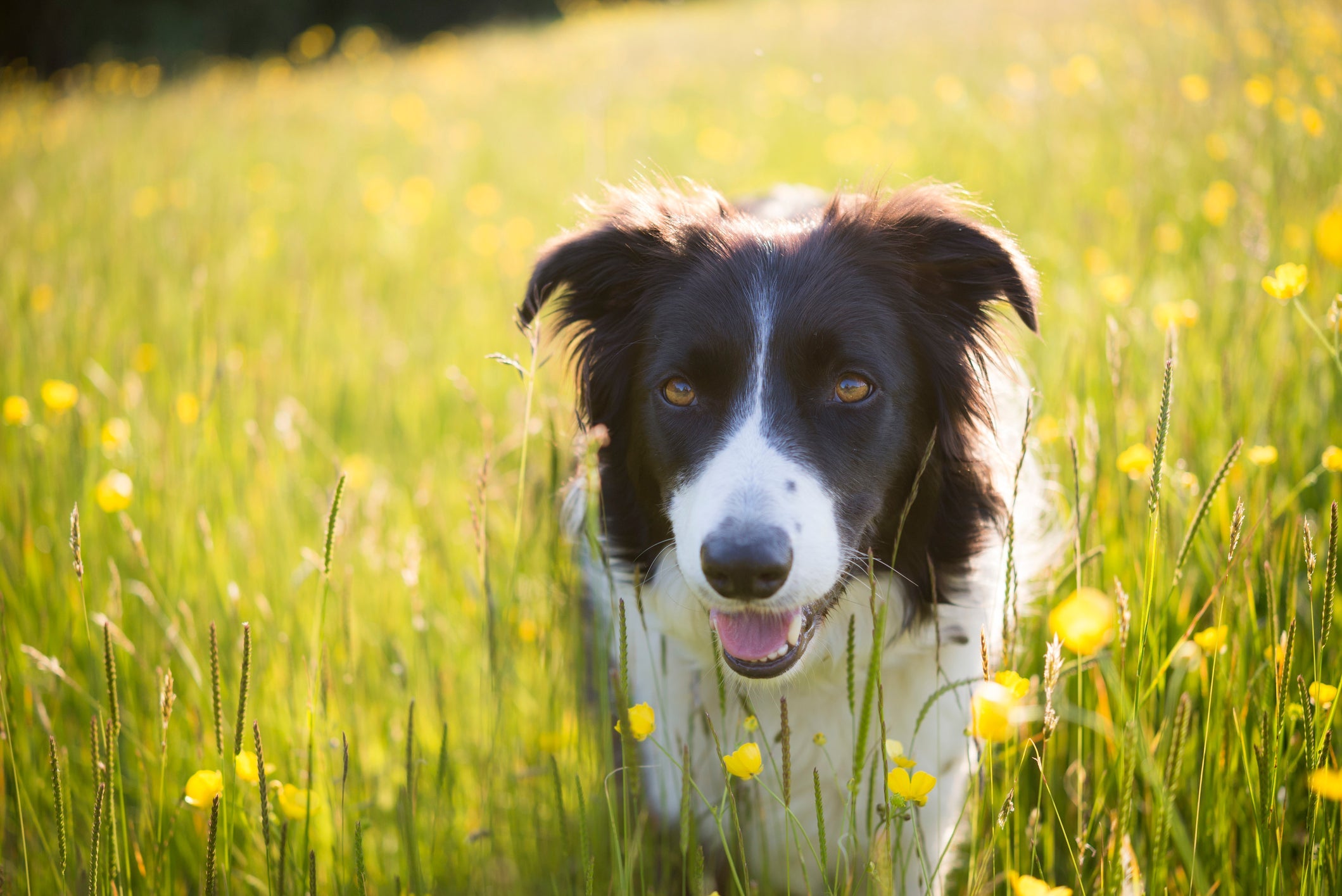 Saber se o cachorro tem alma é uma dúvida comum entre tutores