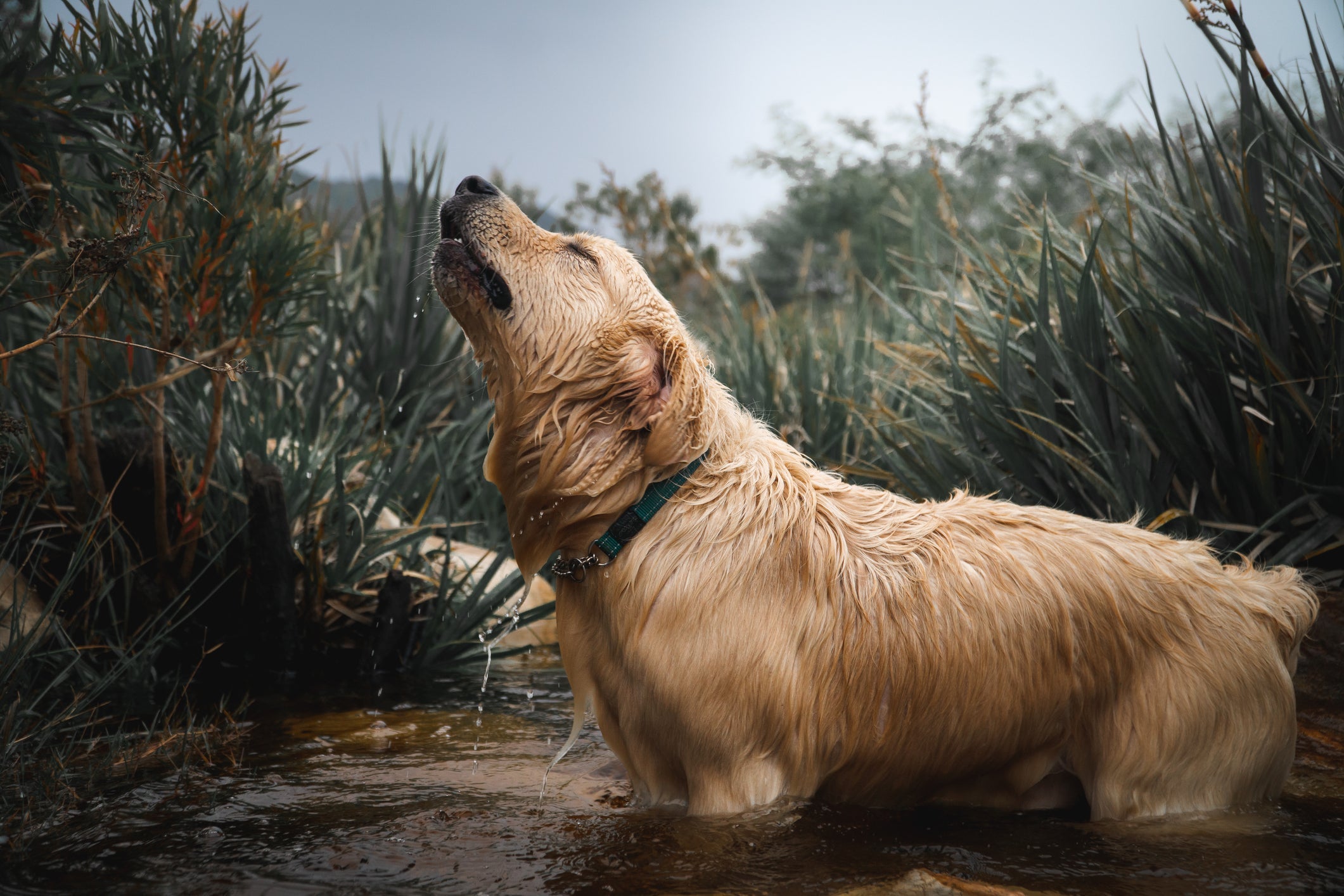 Veja as situações que podem deixar o cachorro uivando 