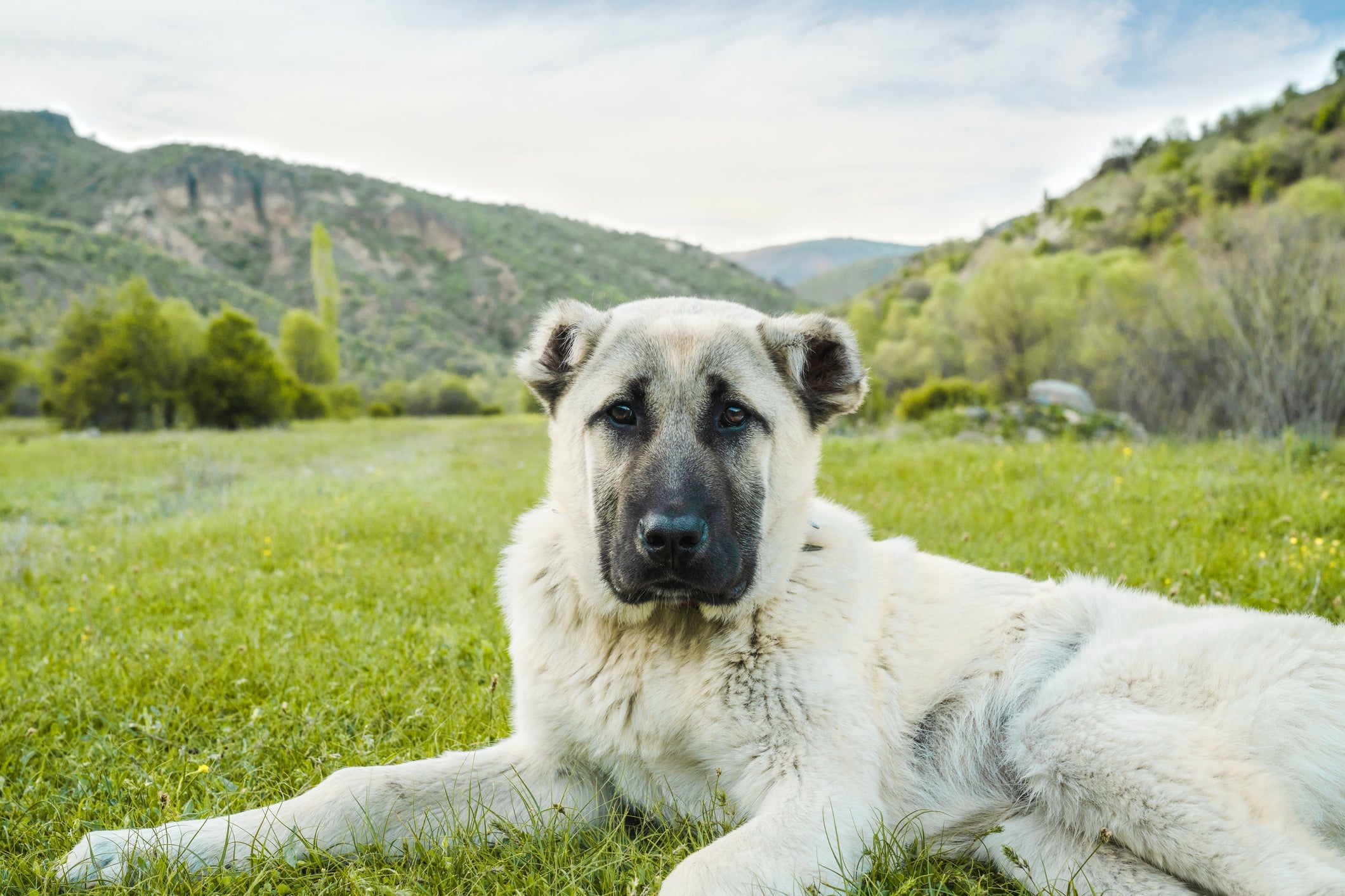 Confira quais são os cachorros mais perigosos do mundo
