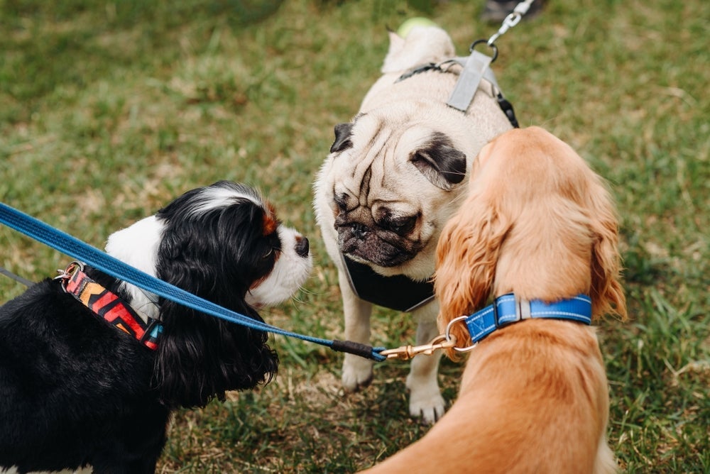 Evolução dos cachorros ganha nova etapa: saiba quais adaptações os cães atuais apresentam