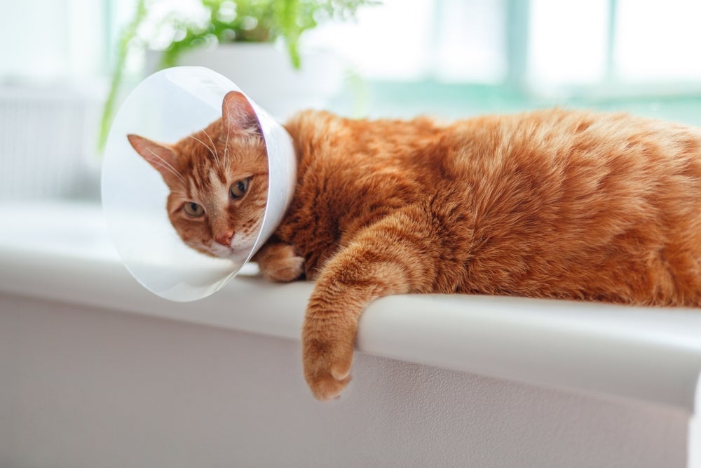Entenda se castração é método de prevenção eficaz contra câncer de mama em gata