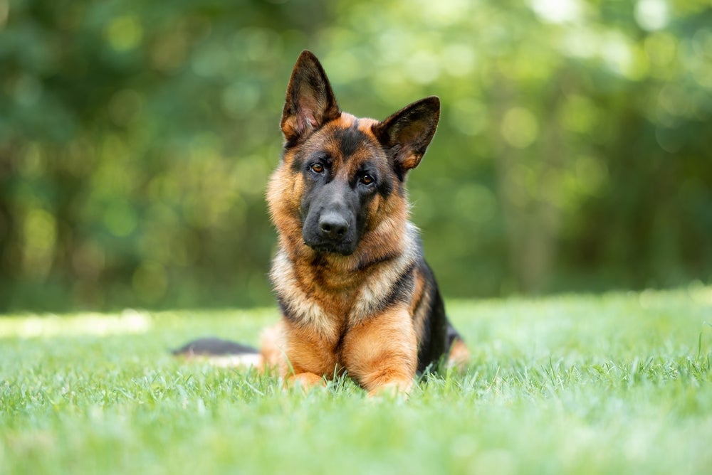 O cão mais forte do mundo vai te surpreender com a força dele