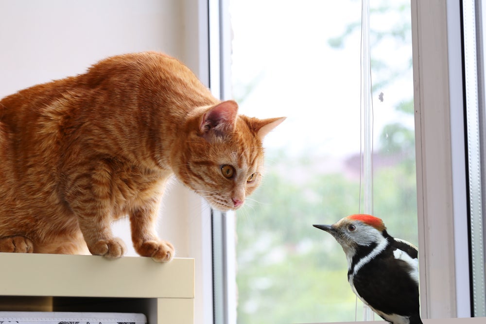 Sons de gato: saiba por que bichanos fazem barulho estranho quando encontram pássaros