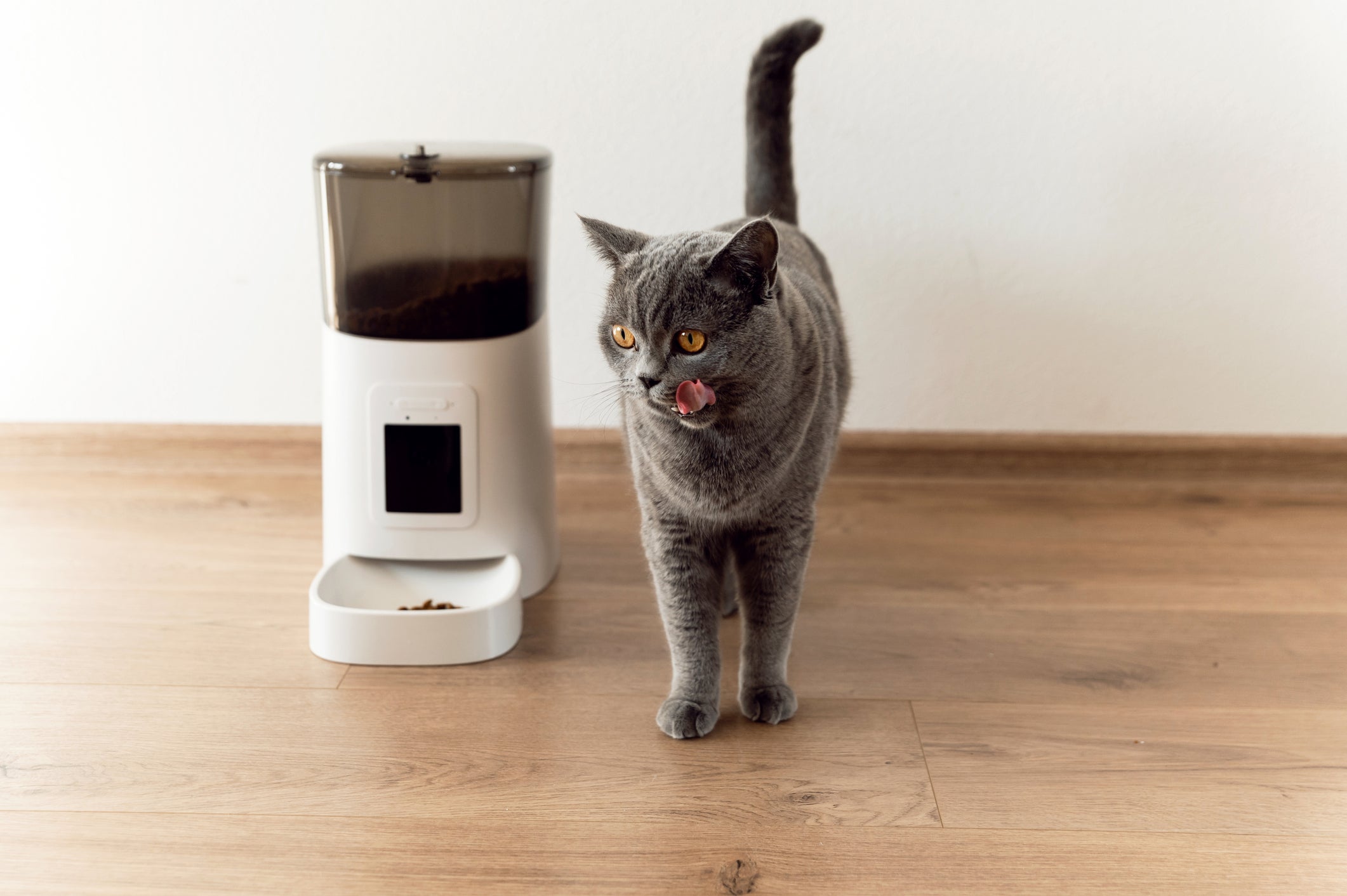 O comedouro automático para gatos é a melhor solução para o seu pet?