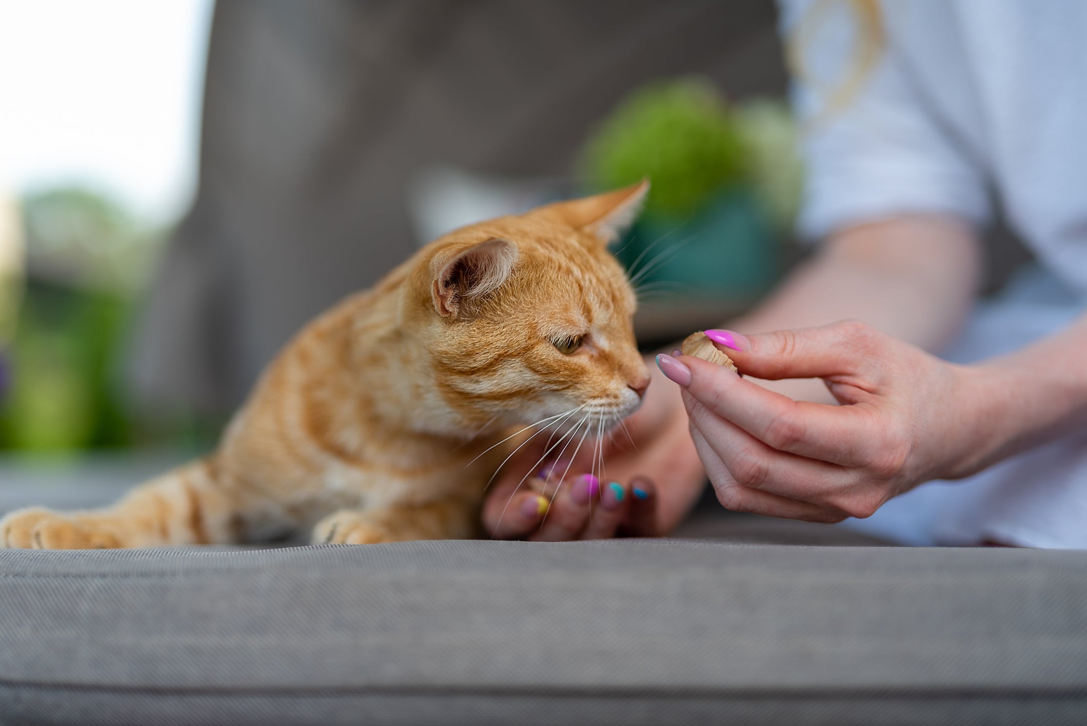 Confira algumas dicas de como dar remédio para gato