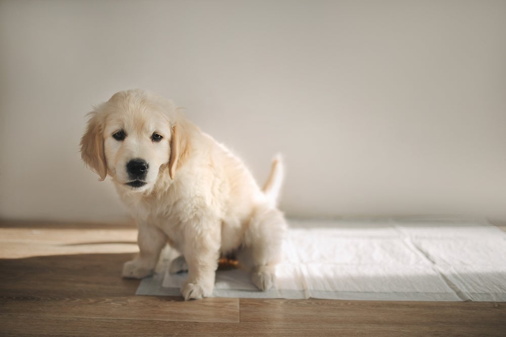A forma como ensinar cachorro a fazer xixi no lugar certo deve ser com reforços positivos