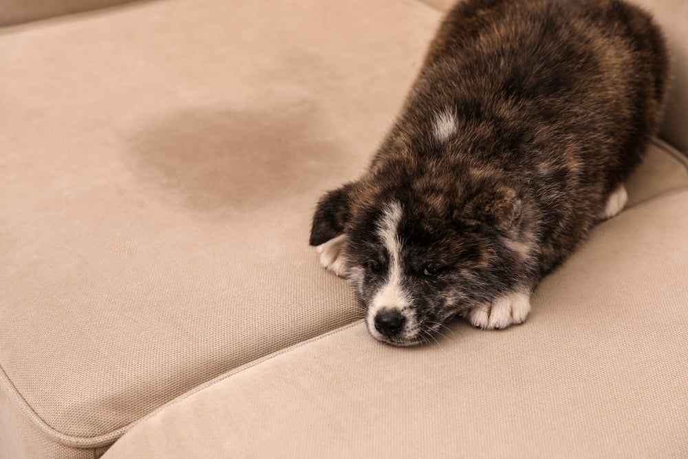 Saiba como tirar cheiro de xixi de cachorro com dicas simples e práticas!