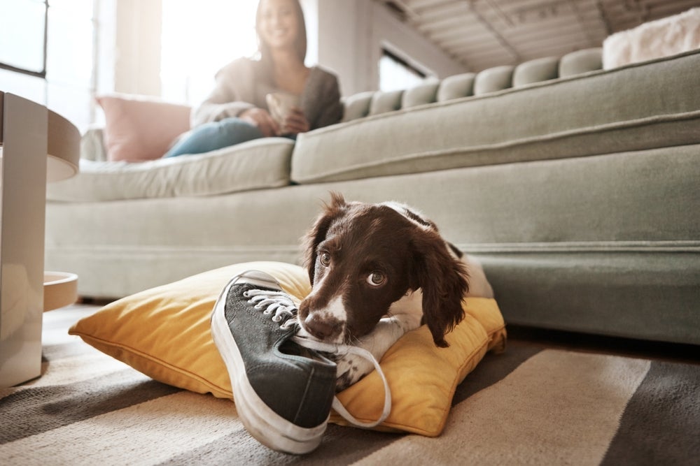 O cachorro filhote precisa de limites para não reproduzir comportamentos indesejados no futuro