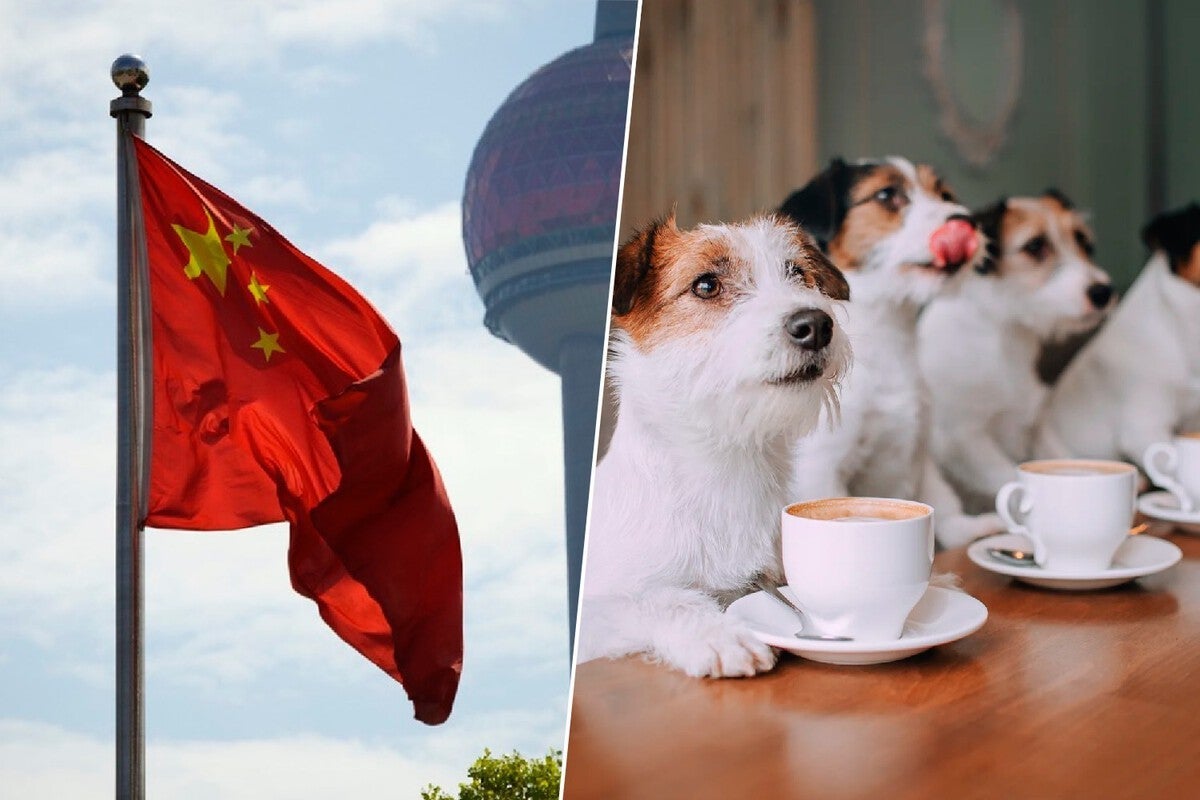 Creches para cachorro e ambientes pet friendly crescem na China e no mundo