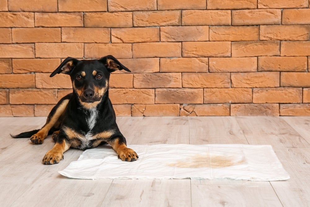 Ensinar filhote de cachorro a fazer xixi no lugar certo não é um bicho de sete cabeças