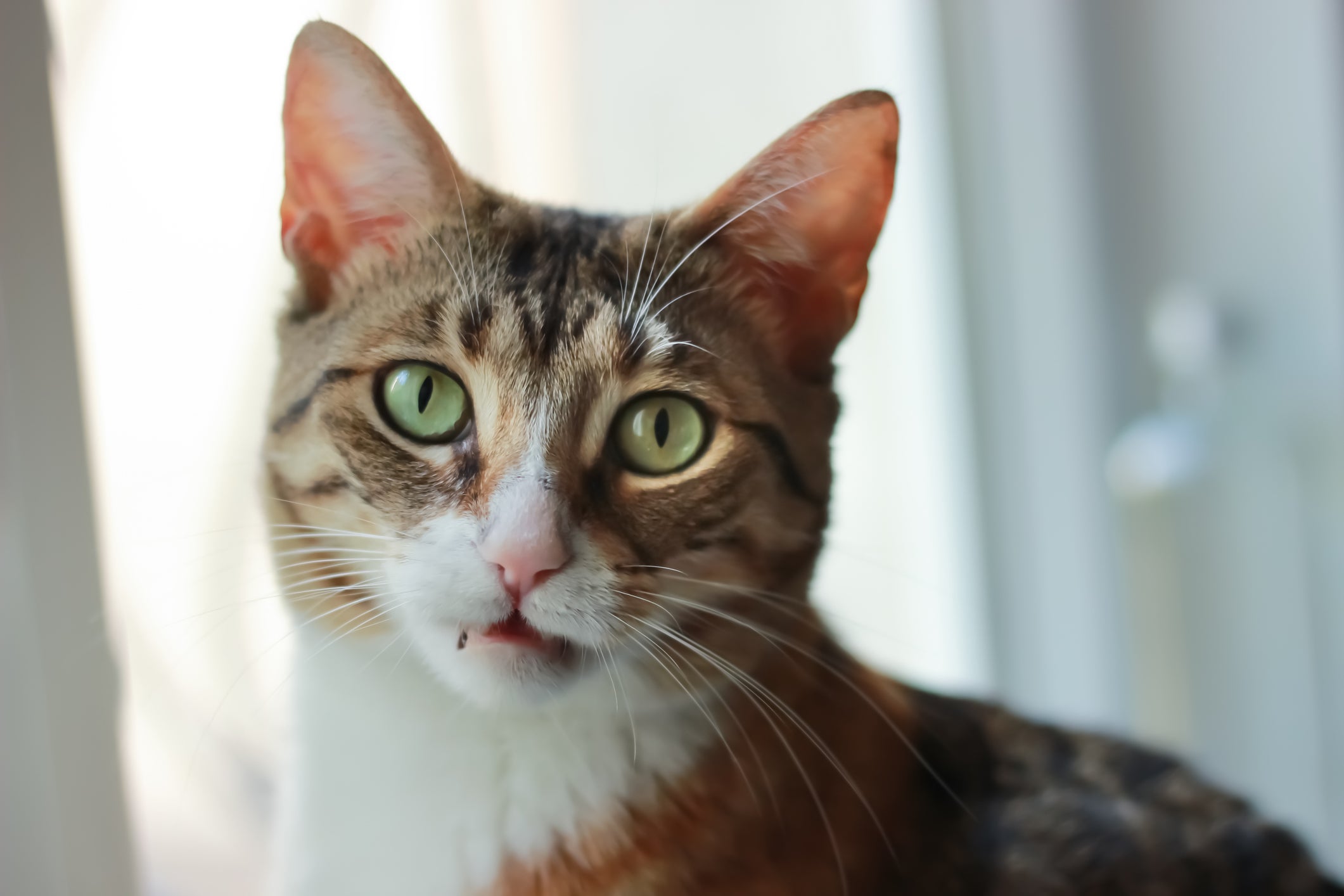 A gata no cio apresenta um comportamento diferenciado do considerado 'normal'