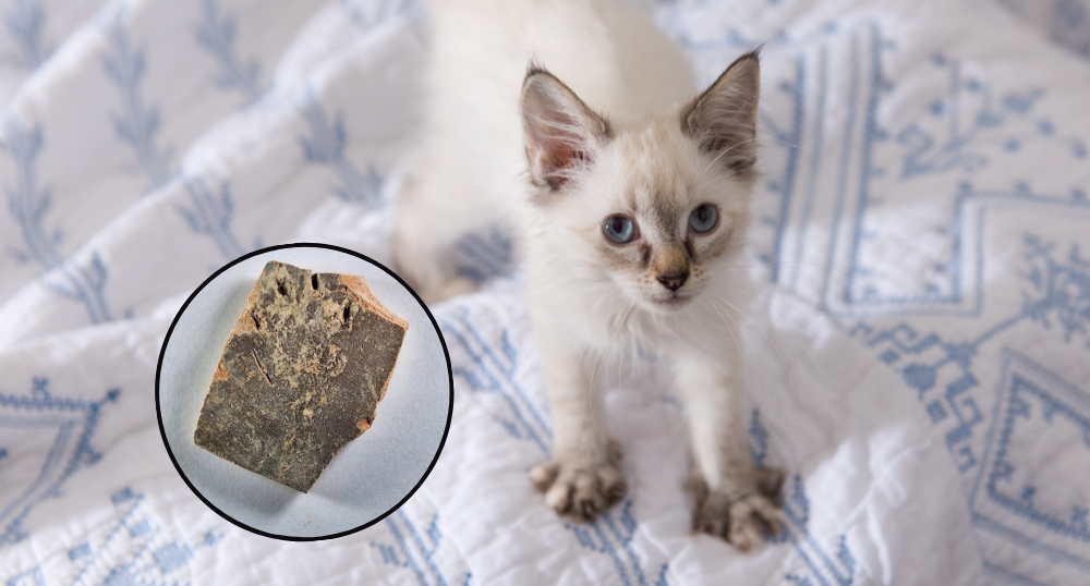 Evidência de gato amassando pãozinho há 1.200 anos viraliza na web