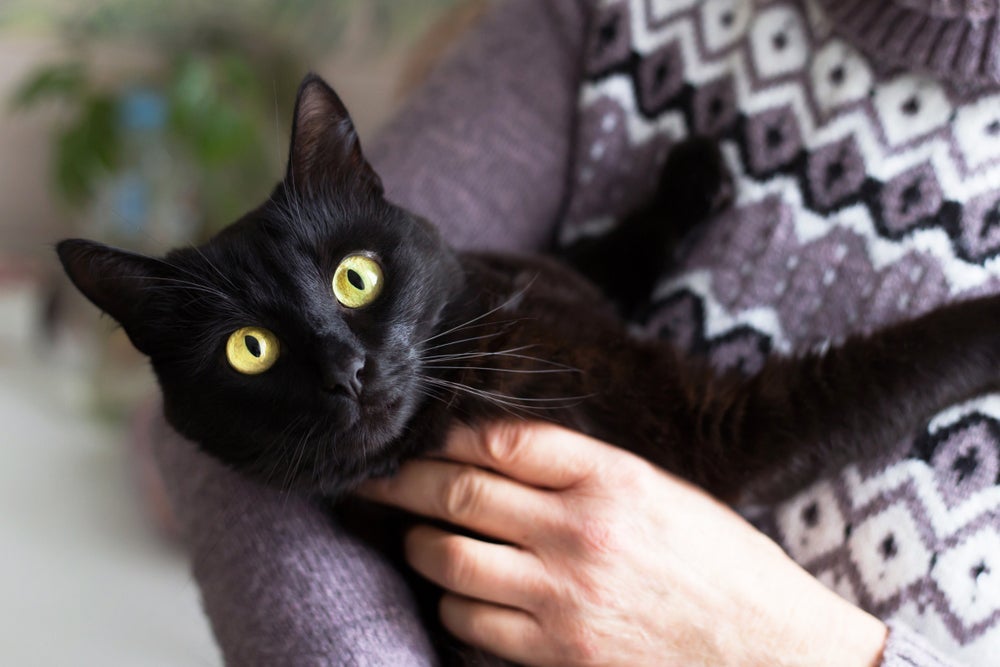 O gato Bombaim é muito carinhoso e tem várias outras qualidades