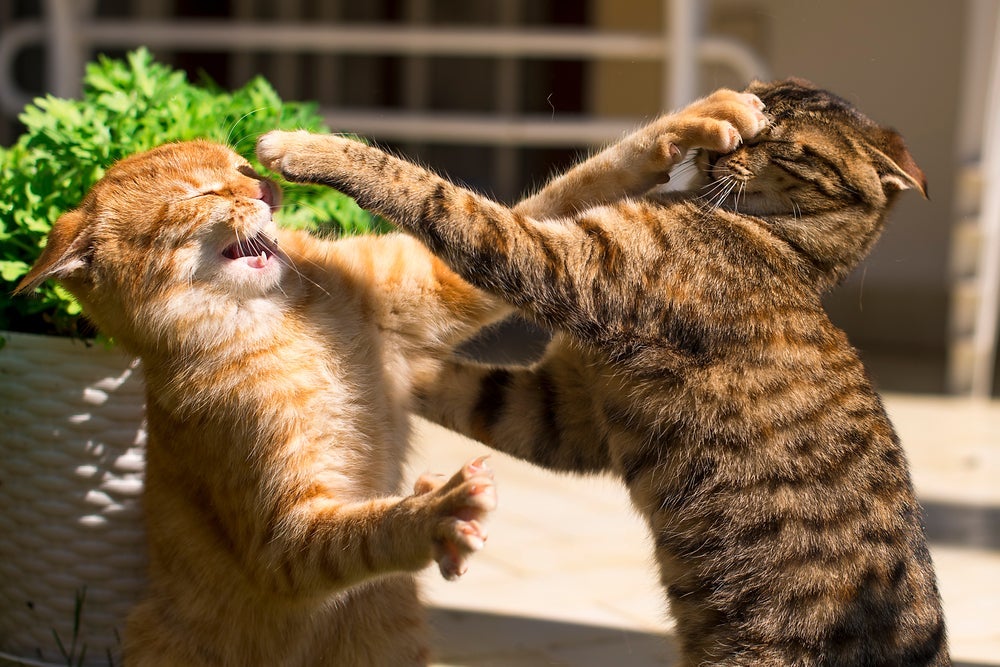 Cientistas acharam a resposta para identificar os gatos brigando ou brincando