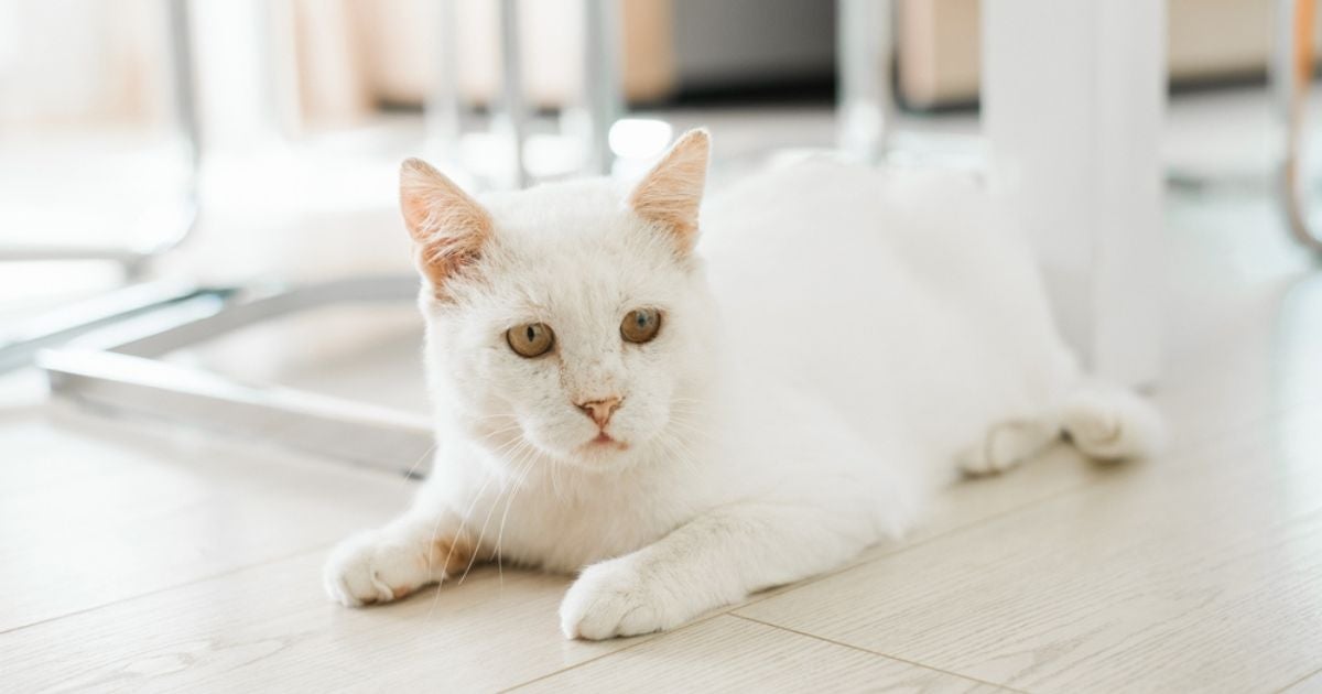 O gato com dor fica mais apático e não gosta muito de contato físico
