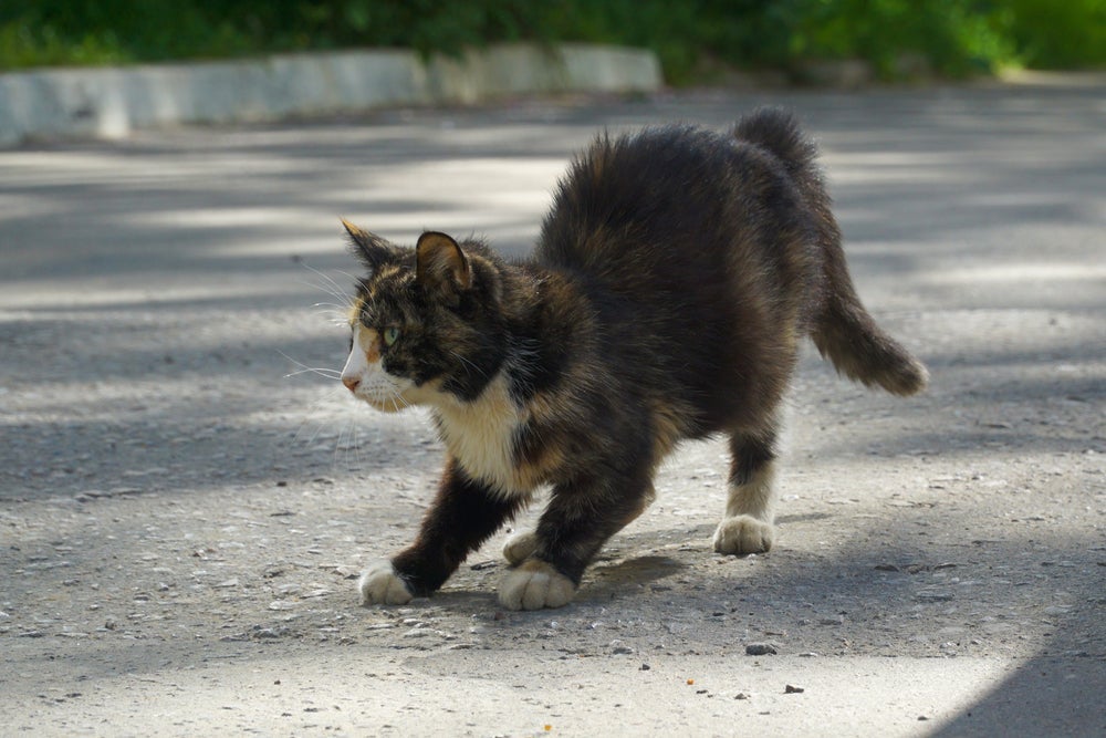 Várias situações podem deixar o gato assustado