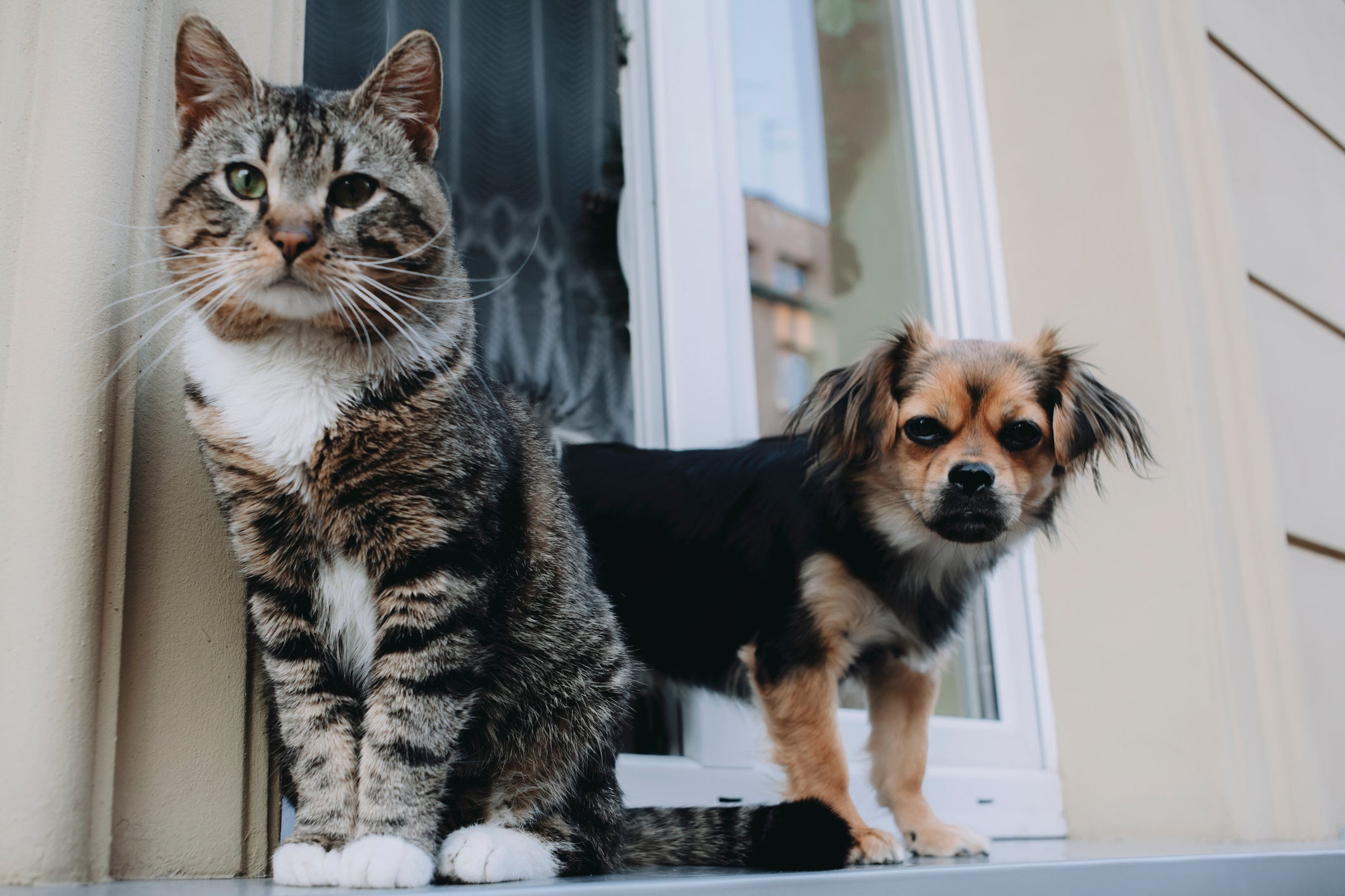 Gato e cachorro juntos: confira alguns comportamentos que os cães aprendem com os bichanos 