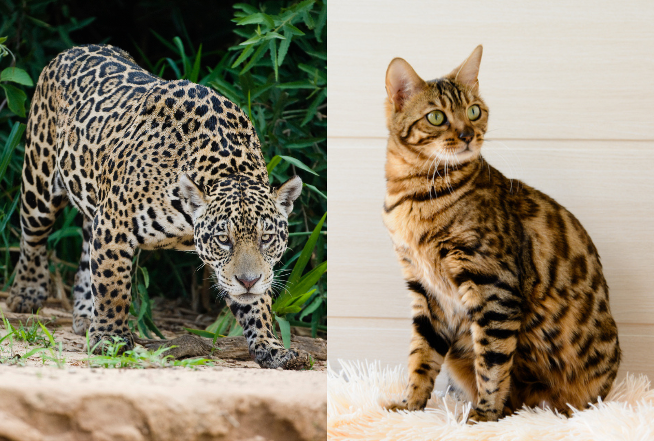 Apesar da diferença de altura, gatos e onças apresentam muitas semelhanças entre si