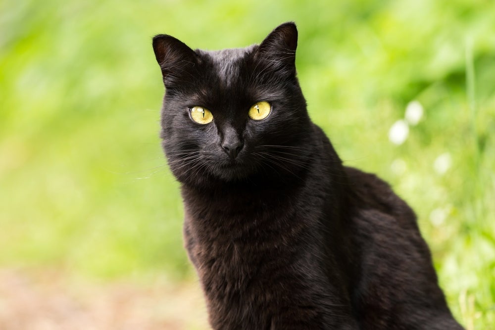 O gato preto não é traiçoeiro e nem traz azar! Entenda origem das superstições envolvendo o felino