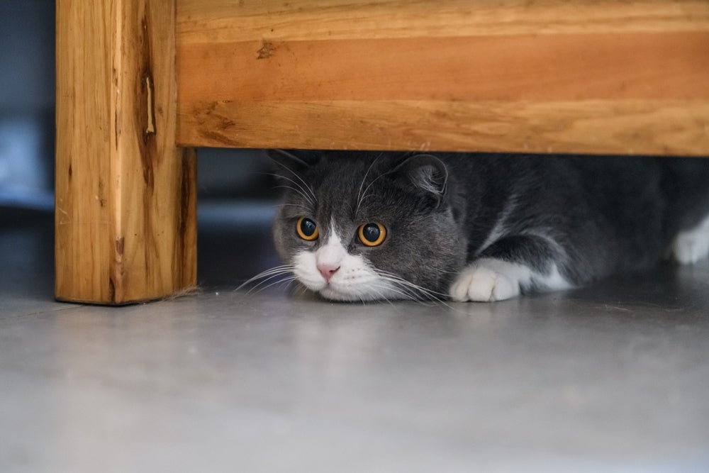 Seu gato se esconde quando está doente? Saiba o motivo!