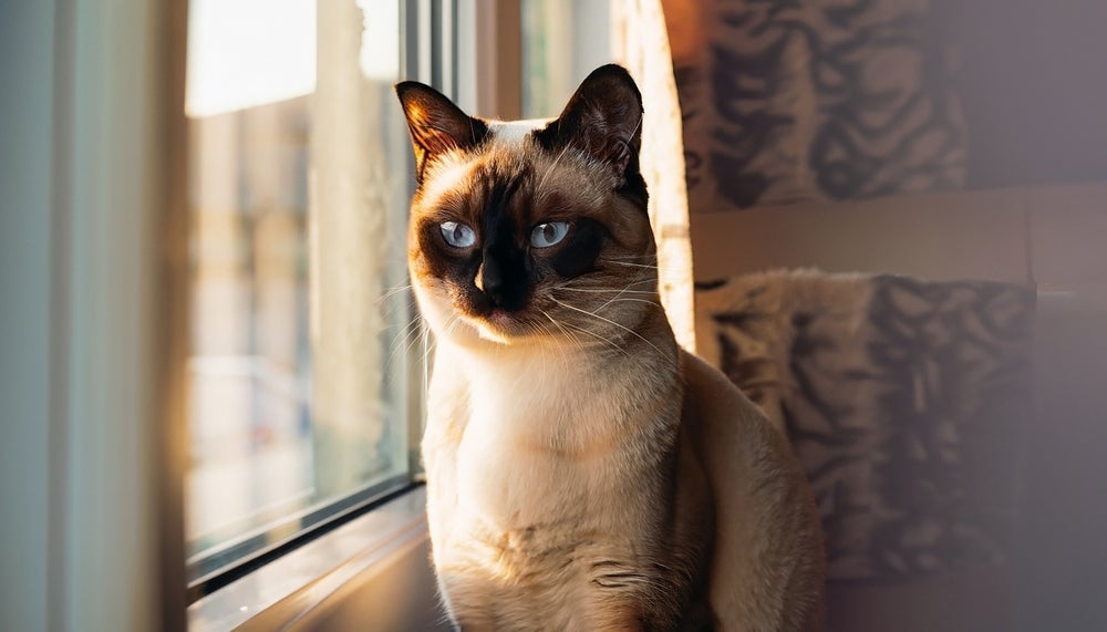 O gato Siamês é dono de um charme encantador e muitos fatos interessantes