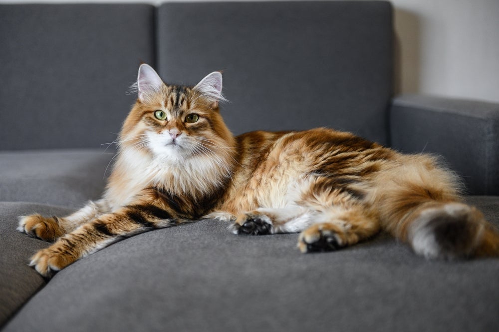 O gato Siberiano é super peludo e fofinho