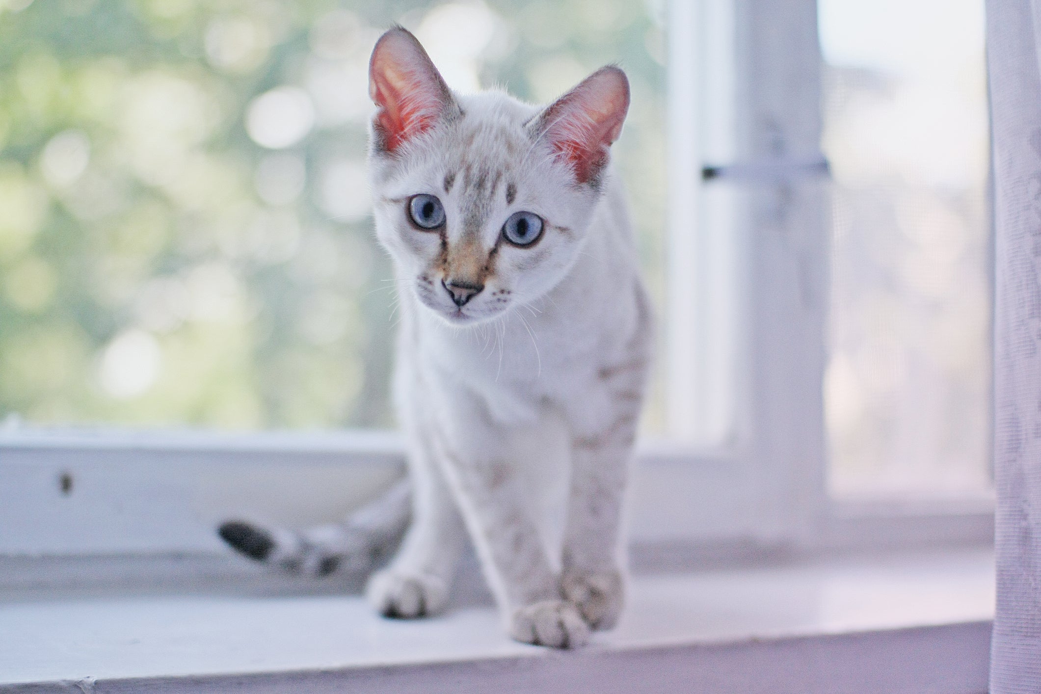 O comportamento do gato pode dizer muito sobre como ele se sente