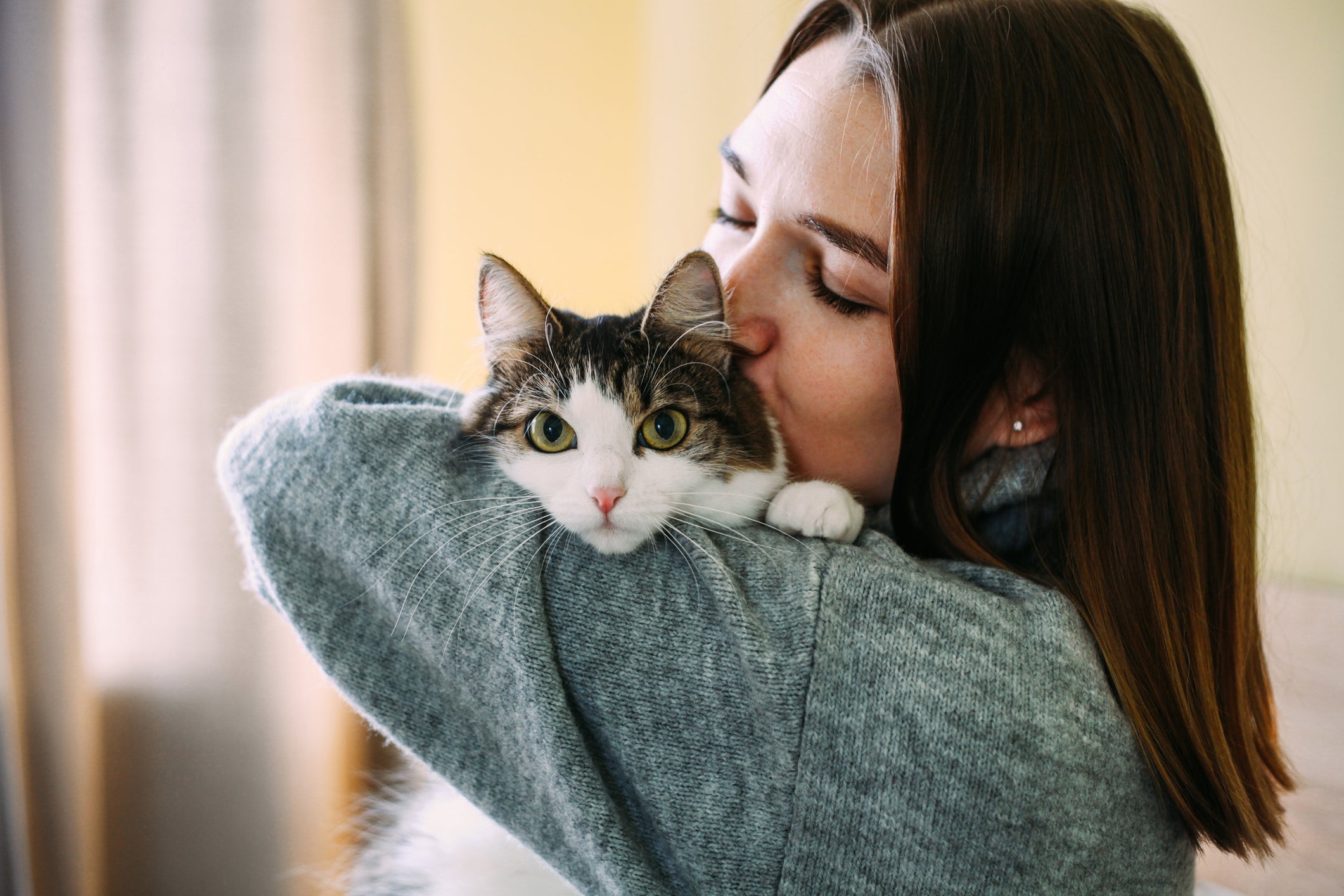 A teoria de que os gatos esquecem os donos depois de 3 dias não é muito certa