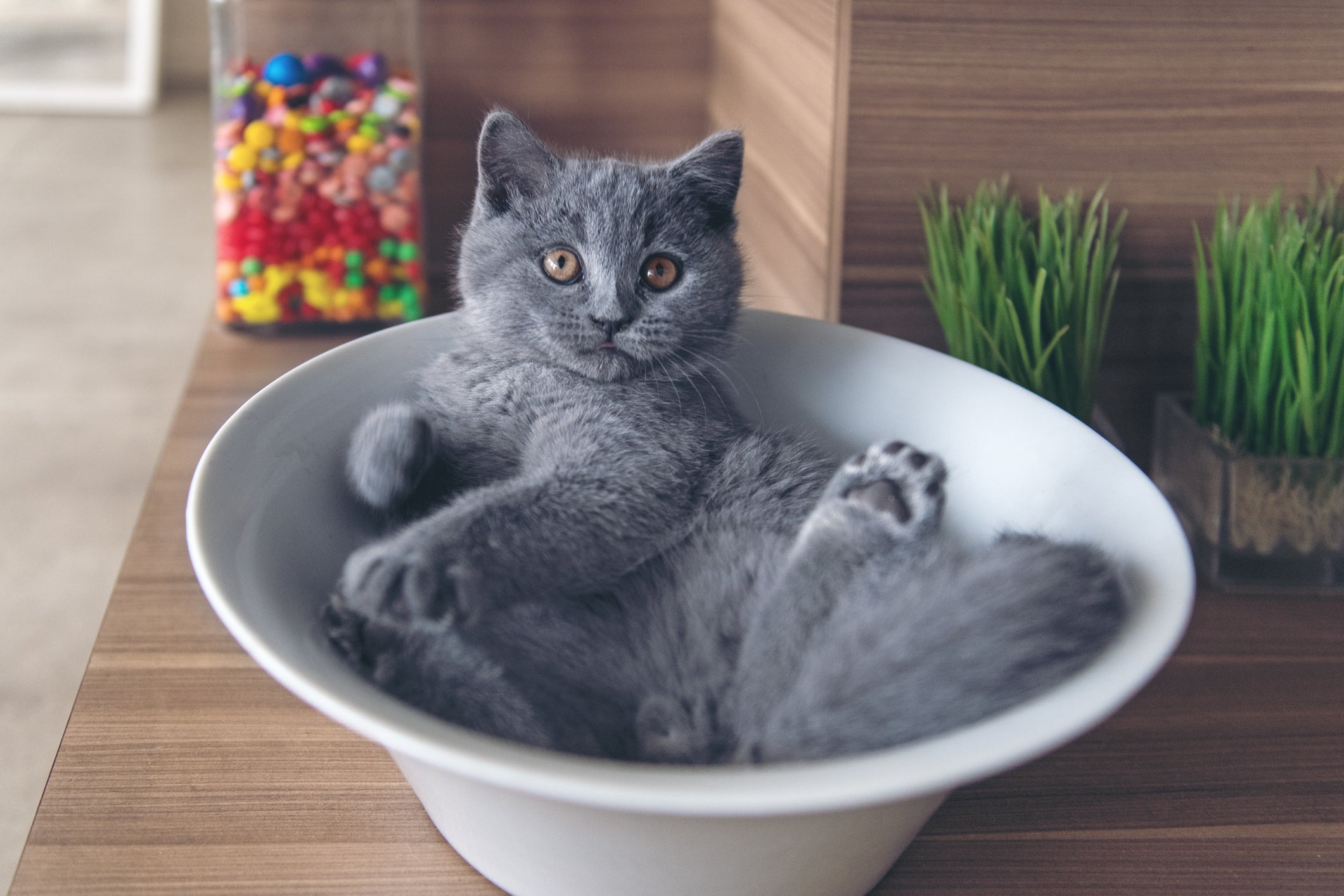 Os gatos têm uma flexibilidade que impressiona até os físicos