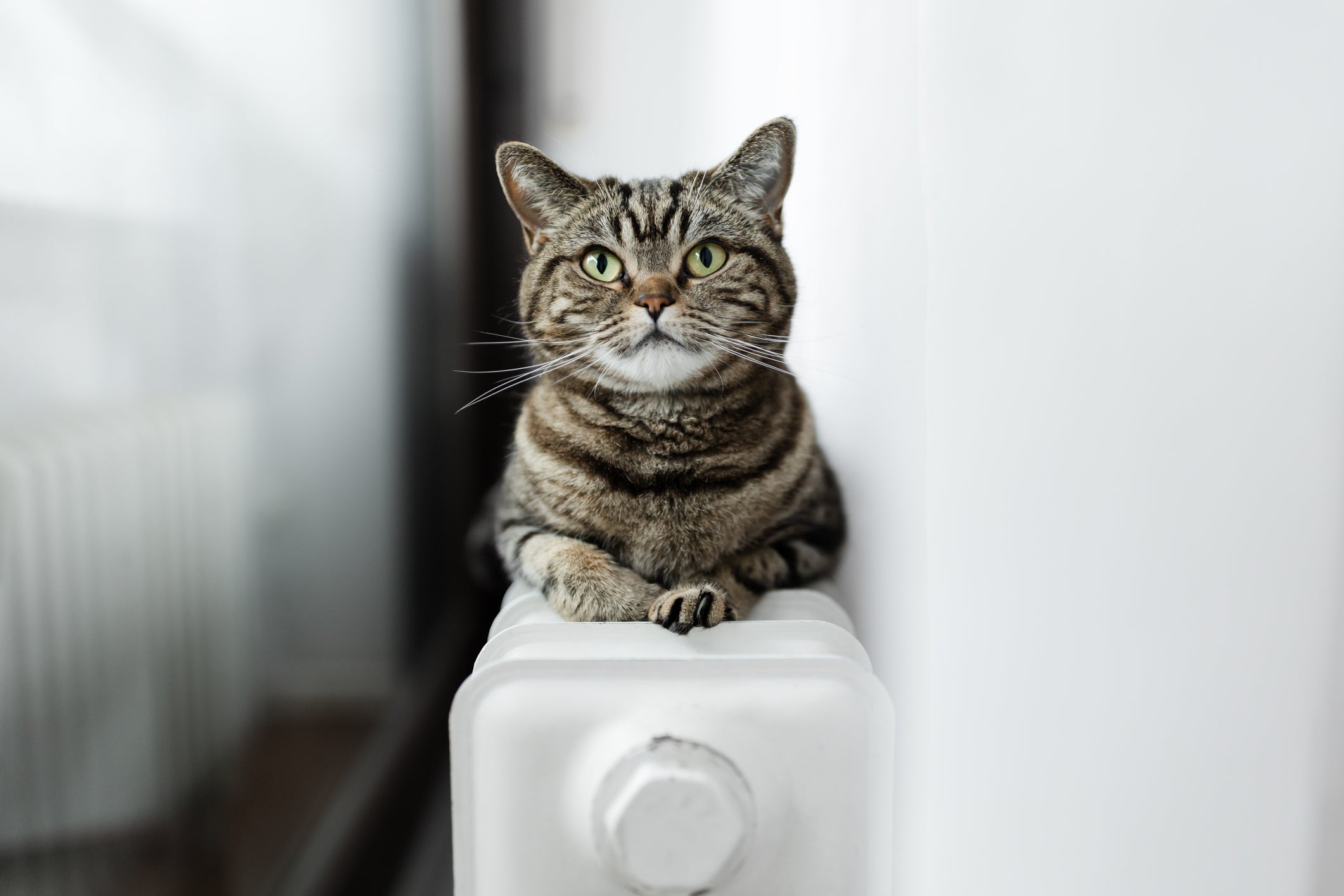 Os gatos são mais difíceis de interpretar do que os cães