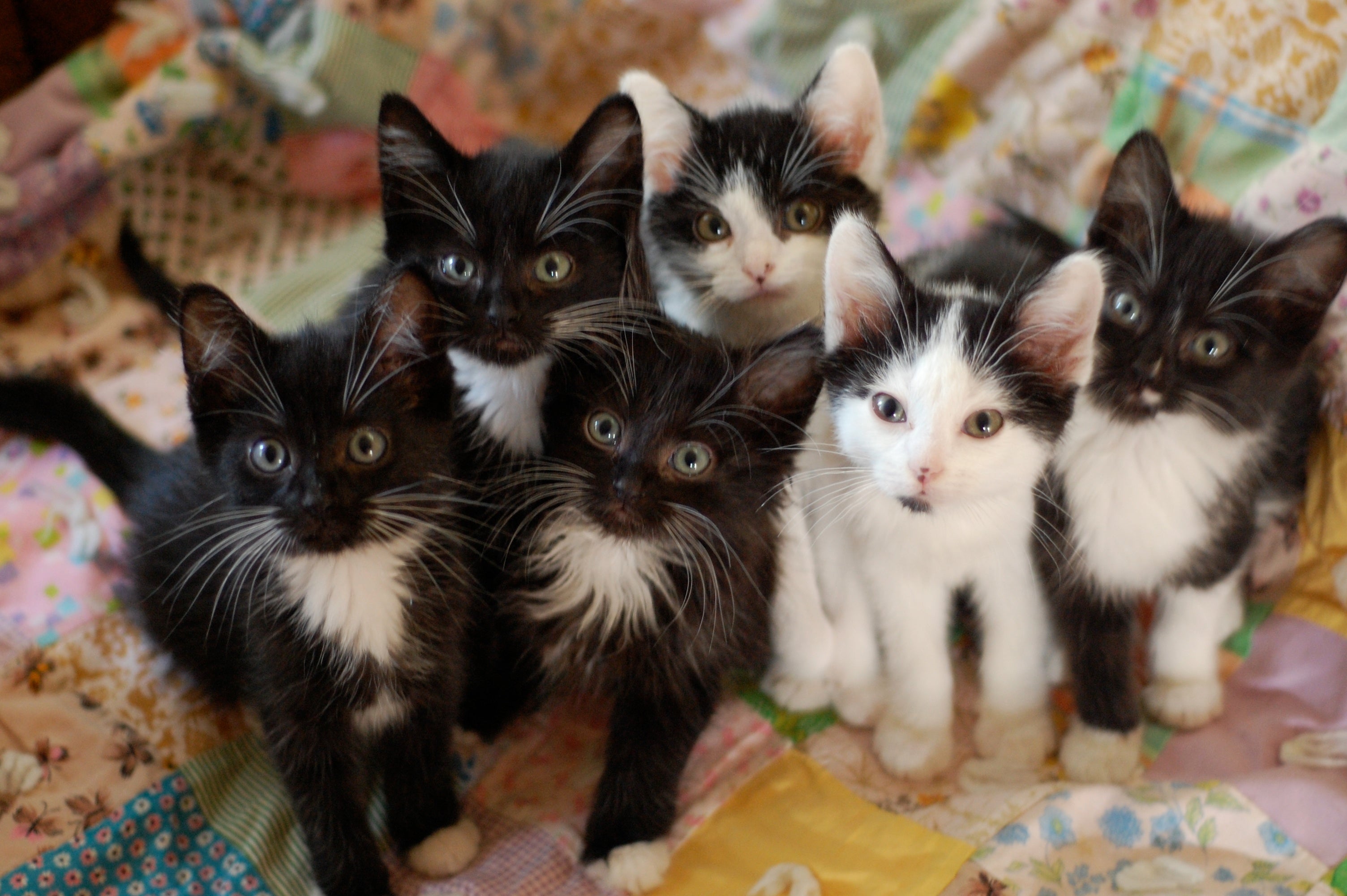 Confira os significados por trás de sonhar com gatos e filhotes