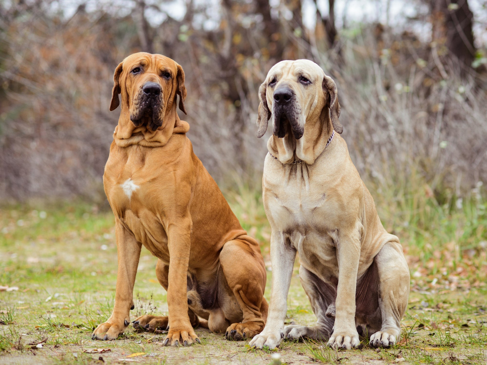 Descubra por que cachorros grandes apresentam uma expectativa de vida menor
