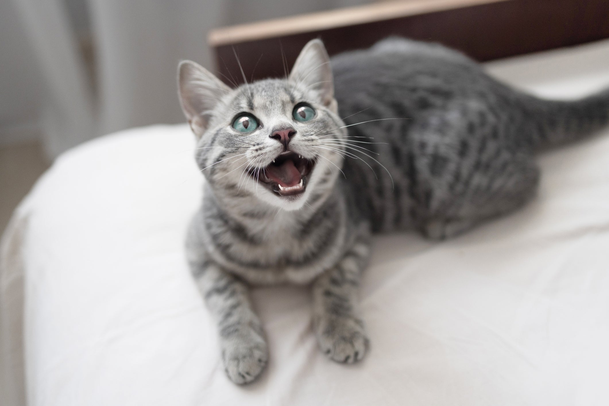 O gato miando muito de noite é uma situação que pode ser controlada