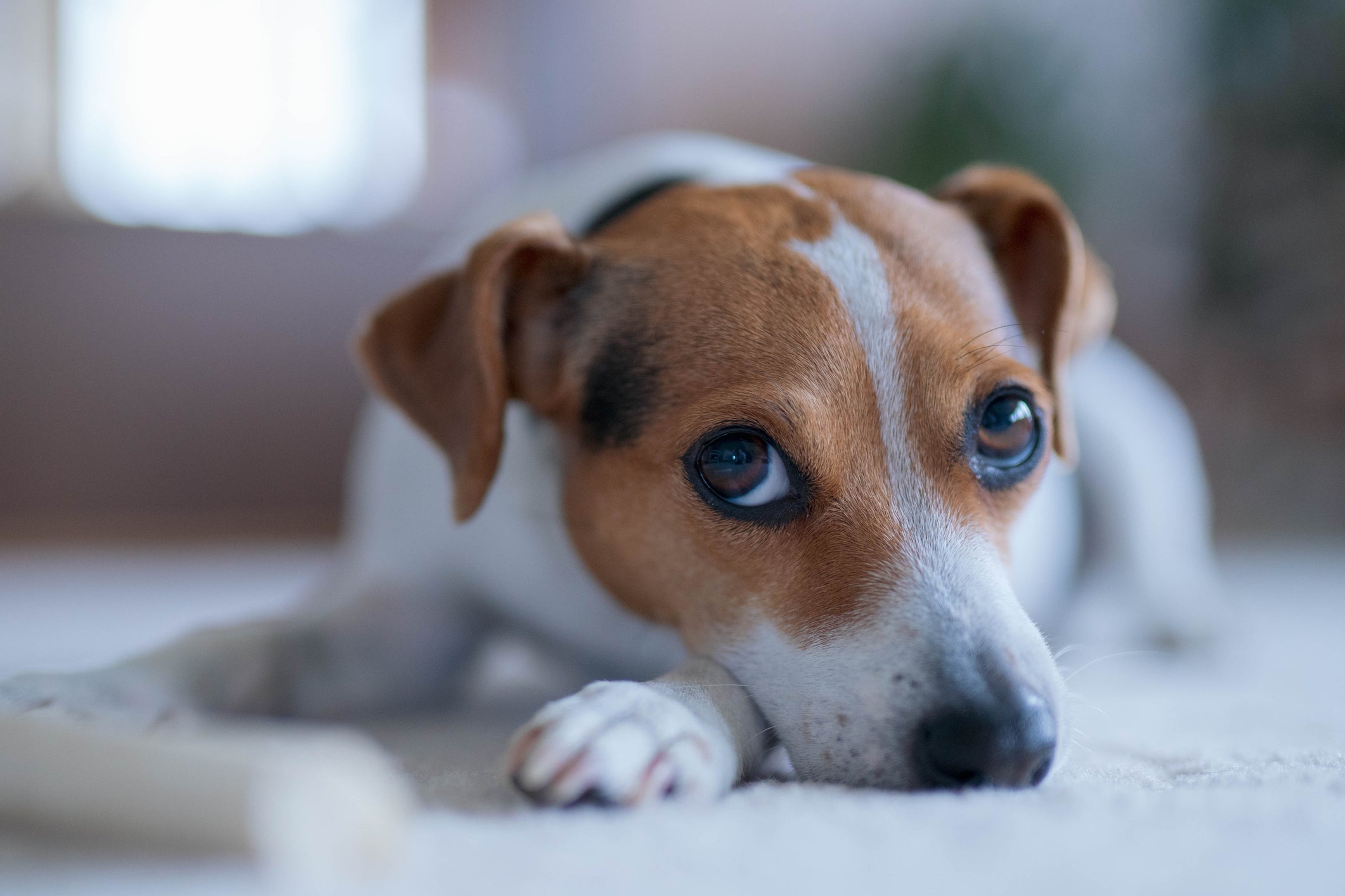Entenda alguns motivos que explicam o cachorro te ignorando 