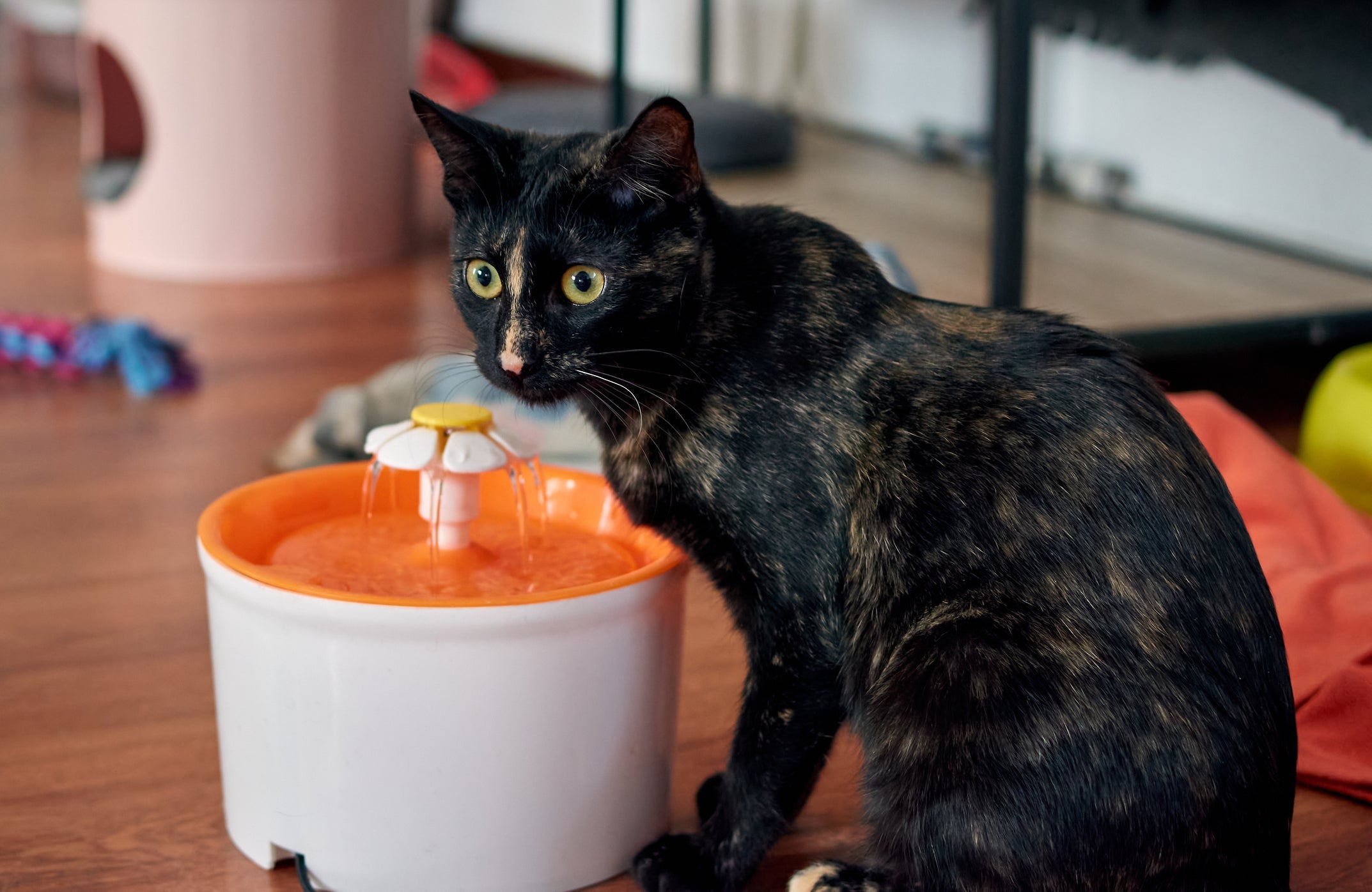 Confira os gadgets que vão revolucionar a vida dos gatos