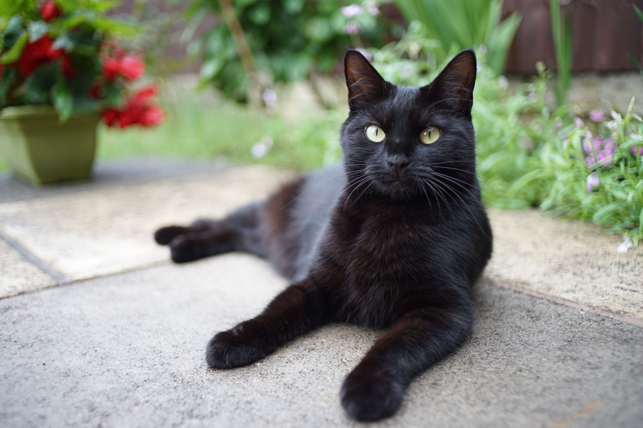 Todo gato preto de raça é encantador