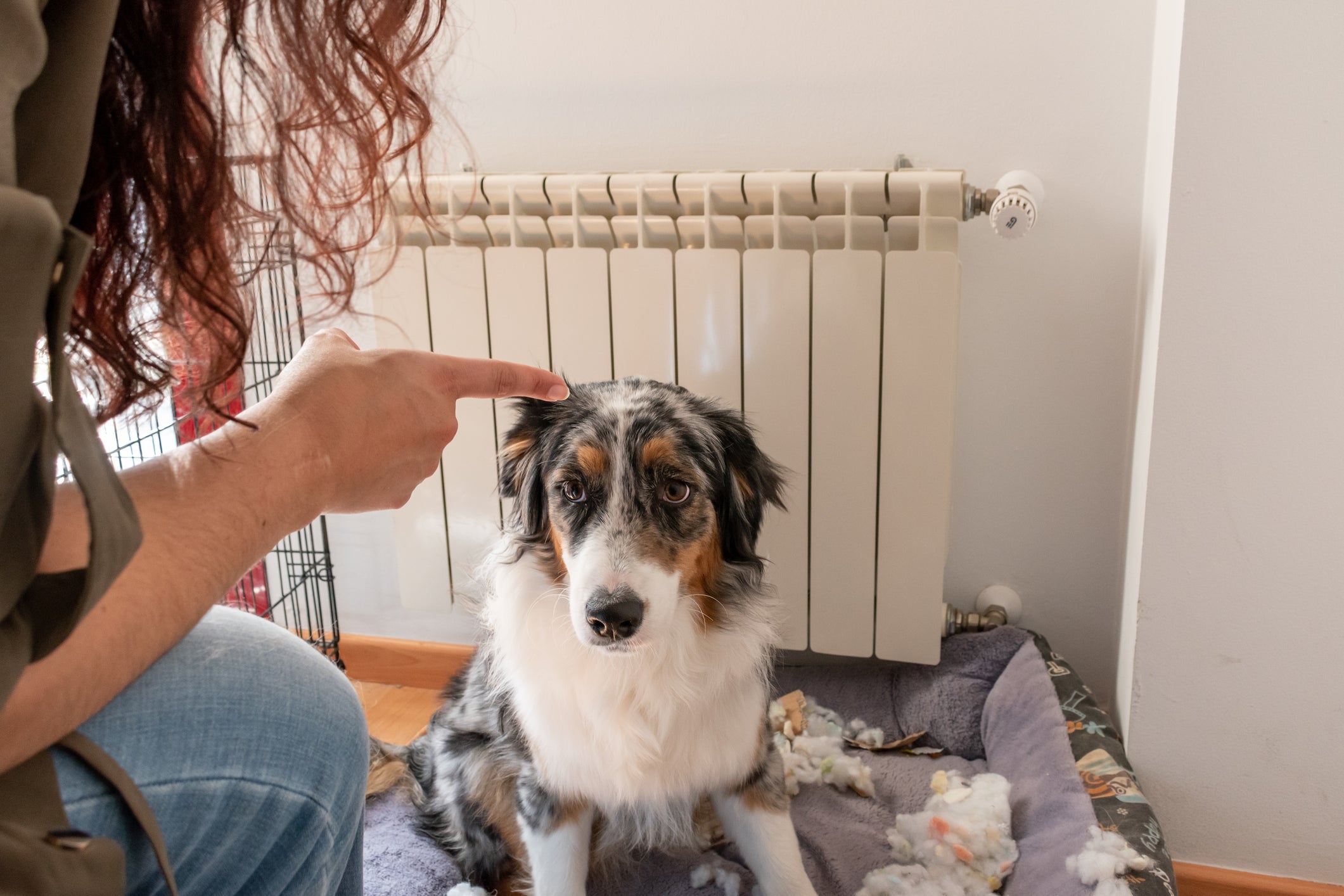 Veja quais são os principais erros que os tutores cometem nos cuidados caninos
