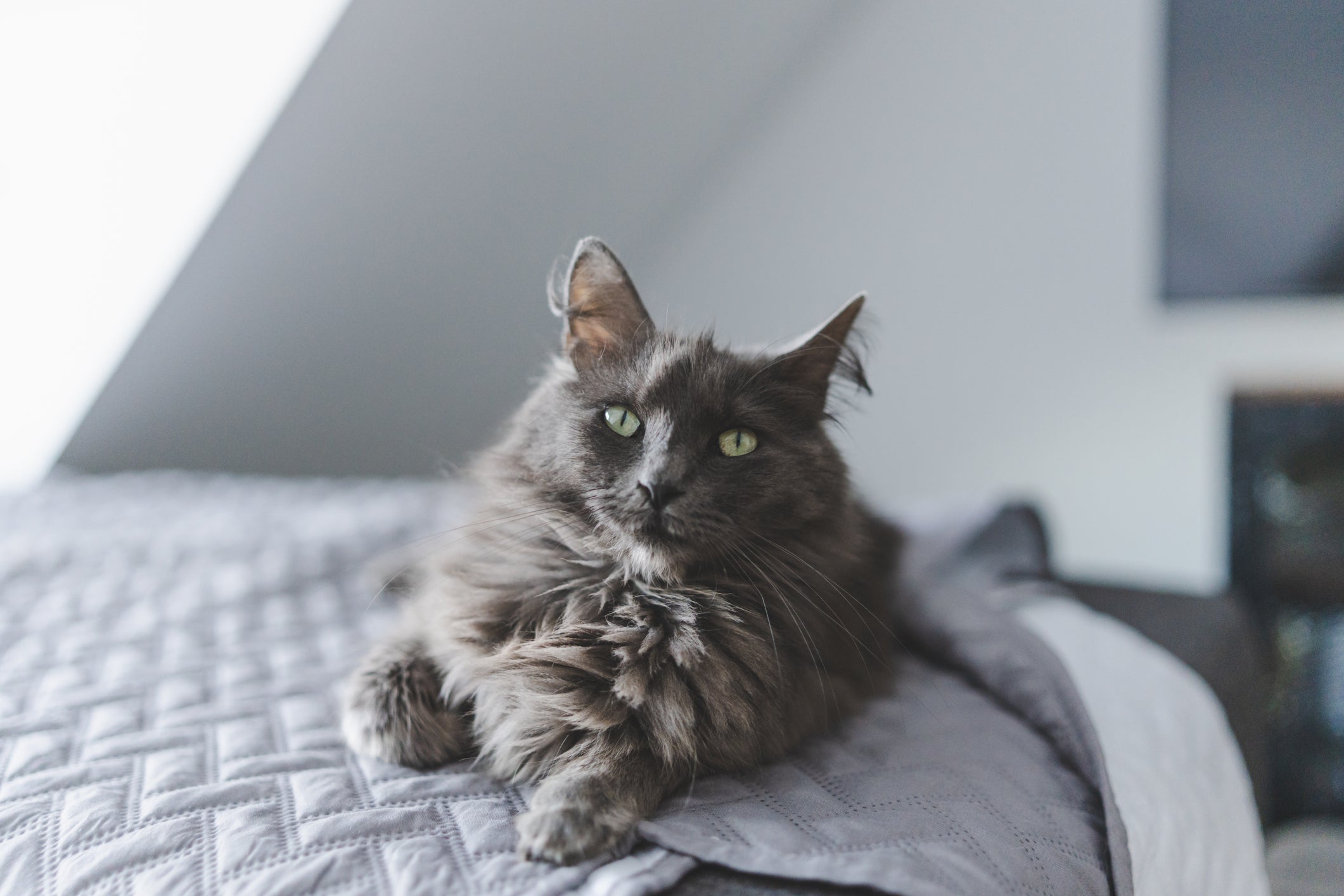 A beleza e o jeitinho do gato cinza é cativante