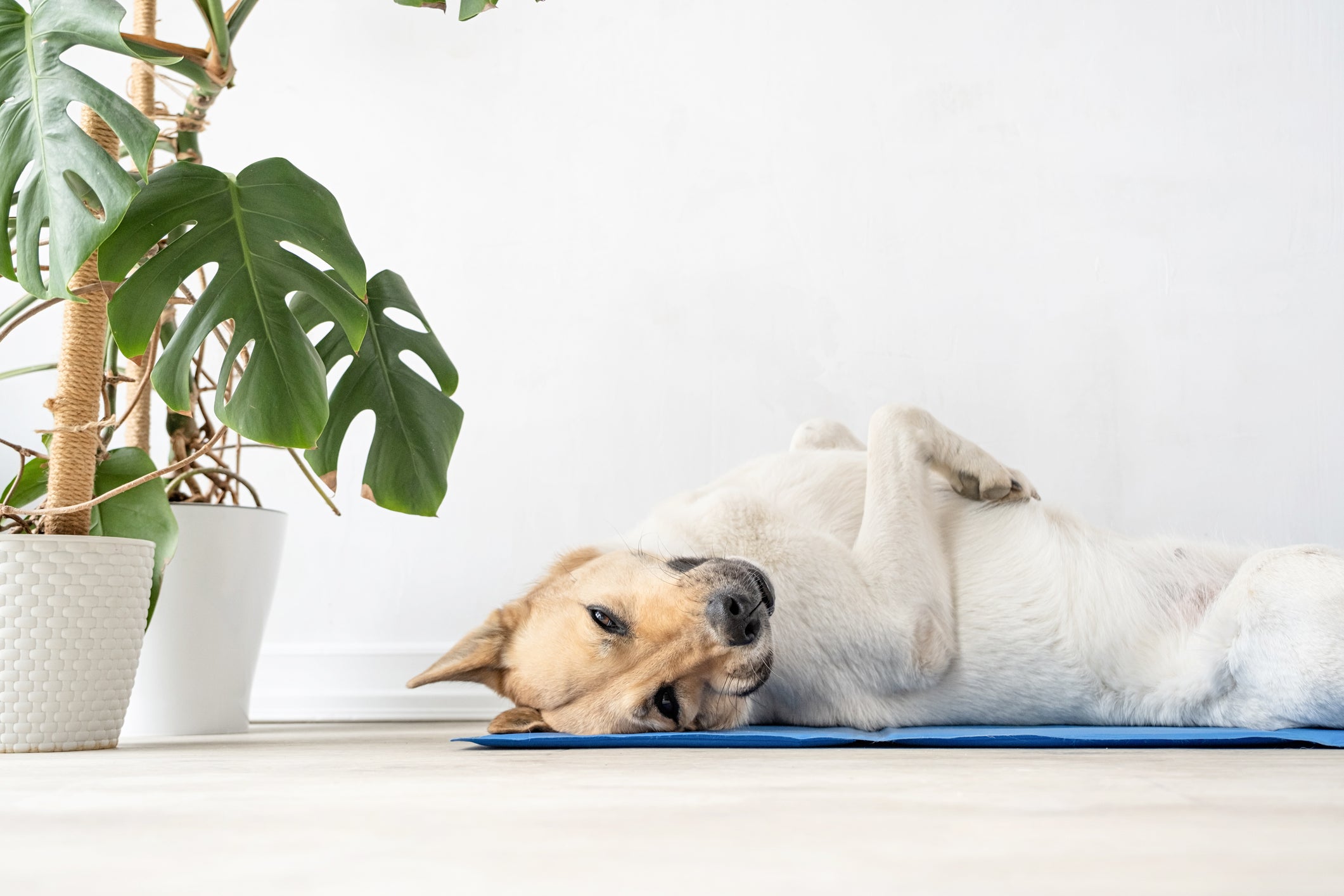 O tapete gelado para pet é cheio de benefícios 