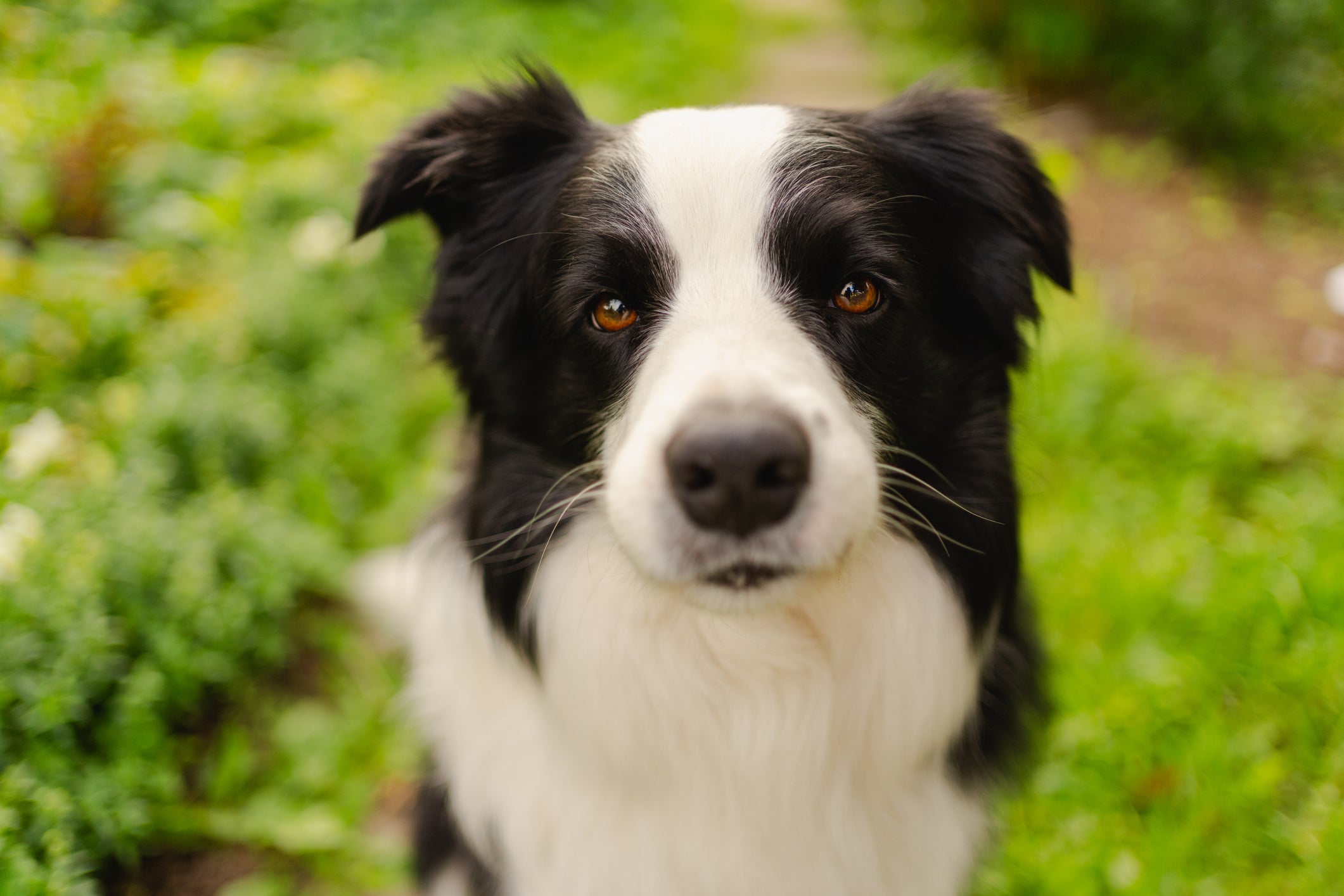 As raças de cachorro mais saudáveis geralmente são muito ativas