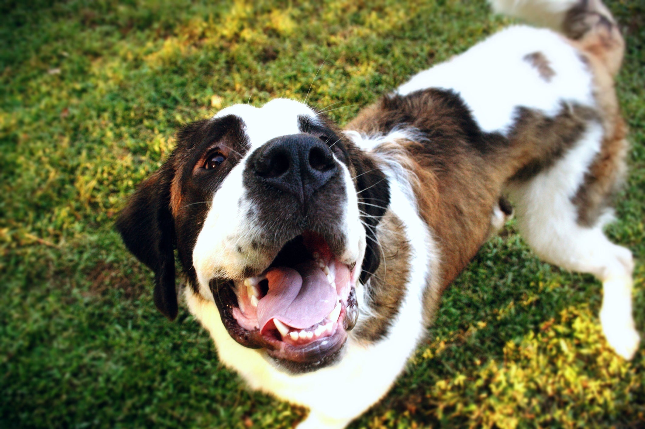 Algumas raças de cachorro são campeãs no quesito alta manutenção $$