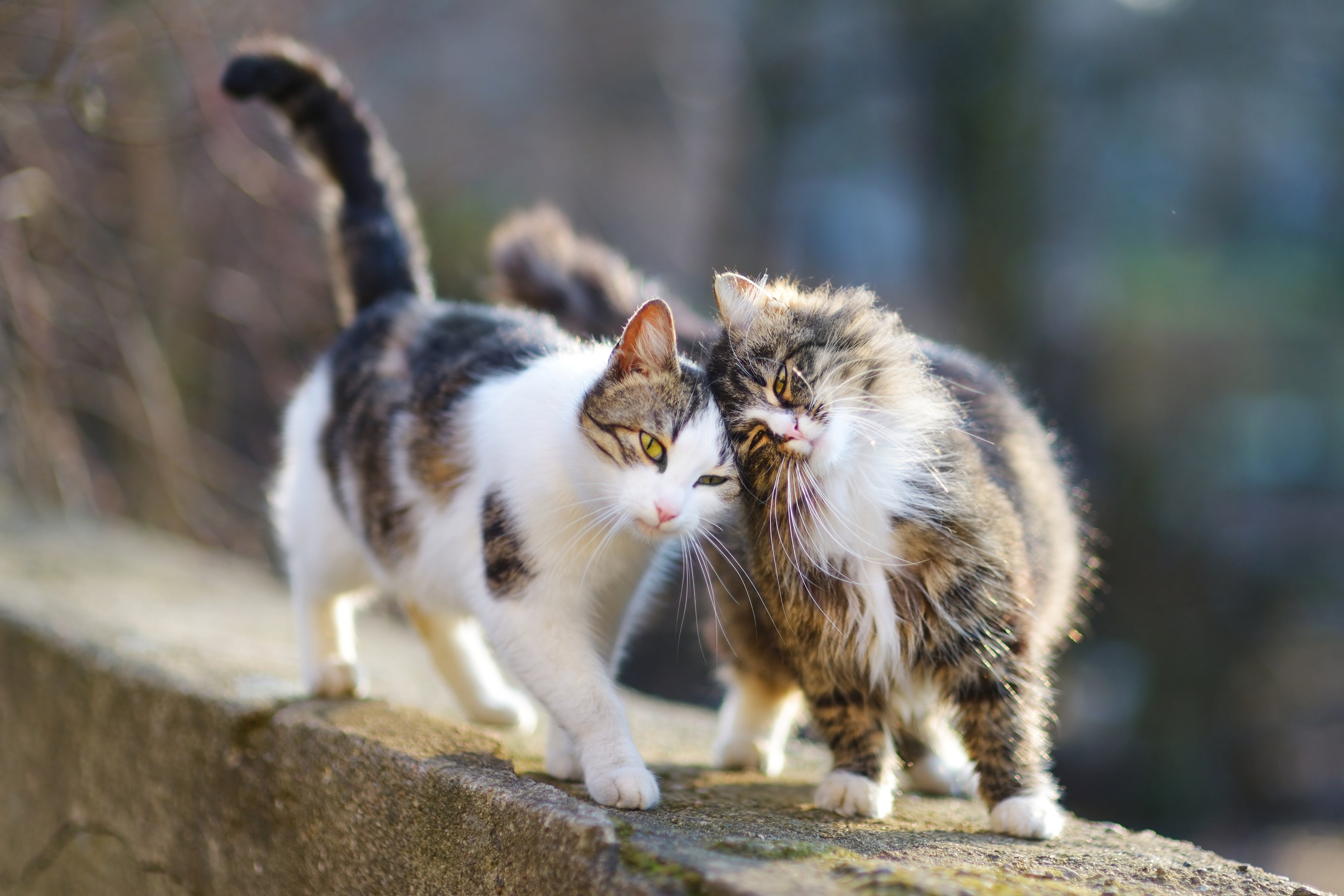 Diferenciar um gato de raça de um vira lata não é nada fácil