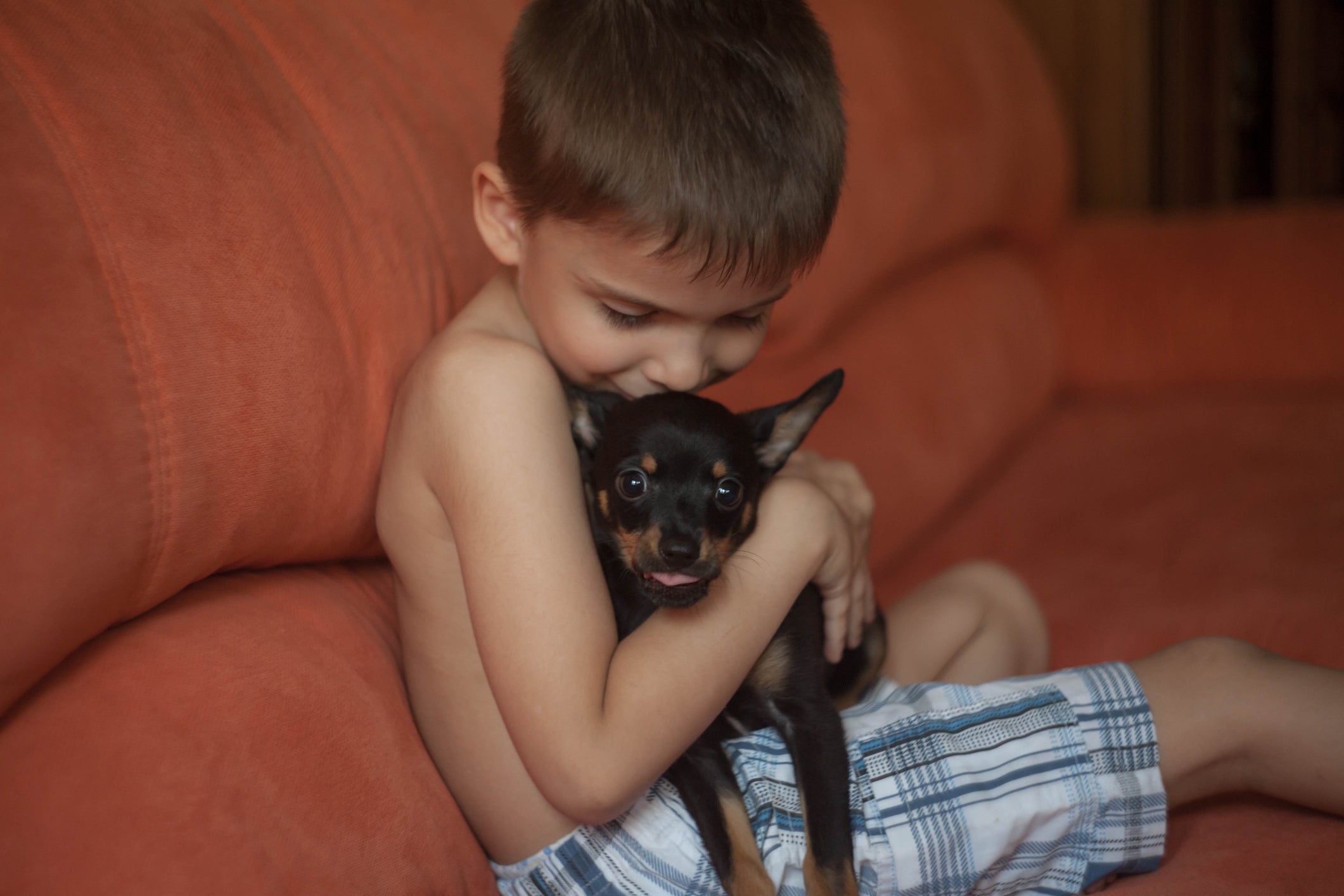 Veja quais são as raças de cachorro que não se dão bem os pequenos 