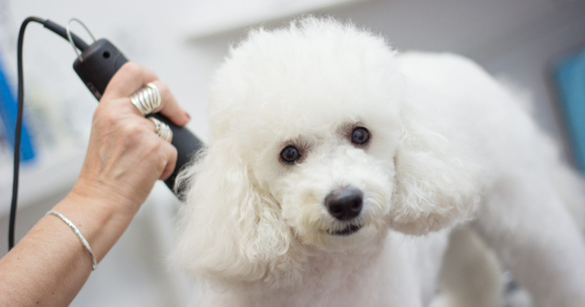 A máquina para tosar cachorro não é muito difícil de ser usada