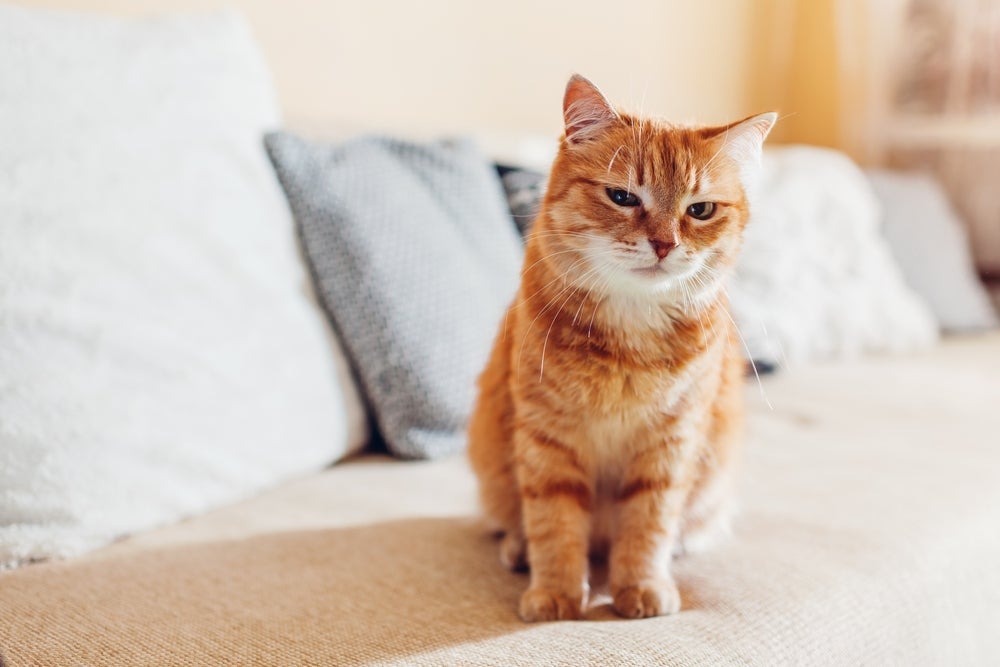 "Meu gato não confia em mim": saiba como fazer seu pet gostar de você!