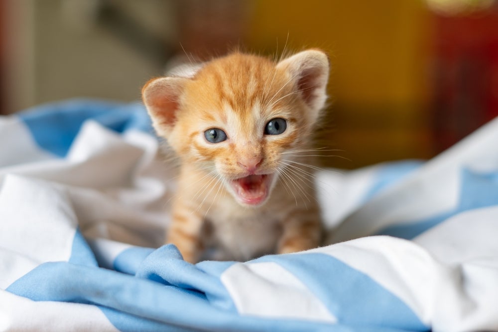 O miado de gato filhote pode significar diferentes situações
