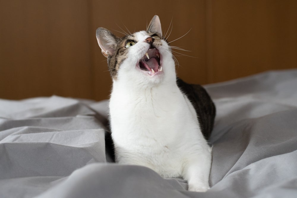 Aplicativo traduz miado de gato e ajuda tutores a entenderem seus pets. Saiba como!