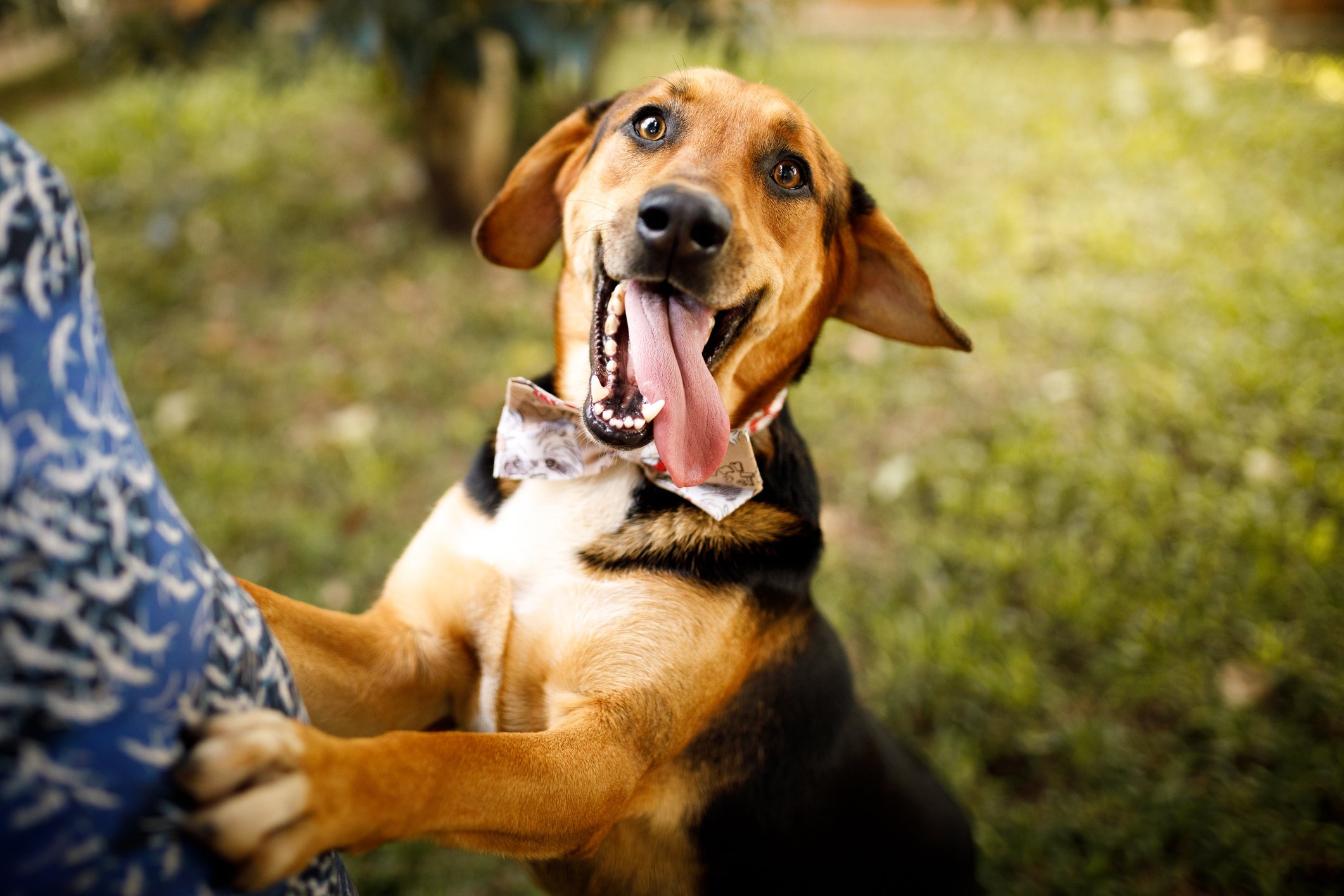 Nomes para cachorro inspirados nos personagens da Disney fazem o maior sucesso